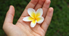 What Does Frangipani Smell Like? | Explore Its Sweet & Exotic Aroma ...