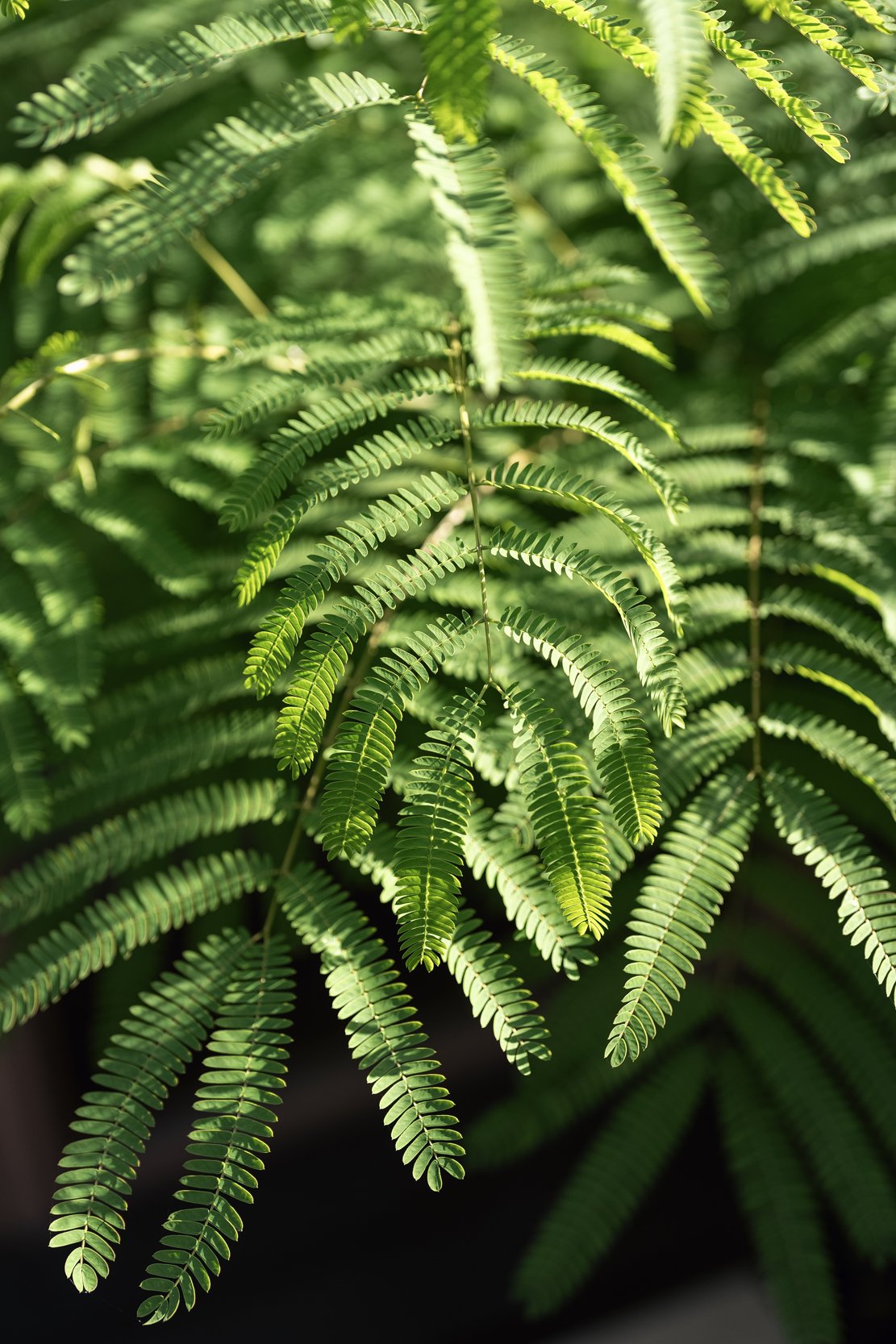 Close-up of green fern leaves with serrated edges.