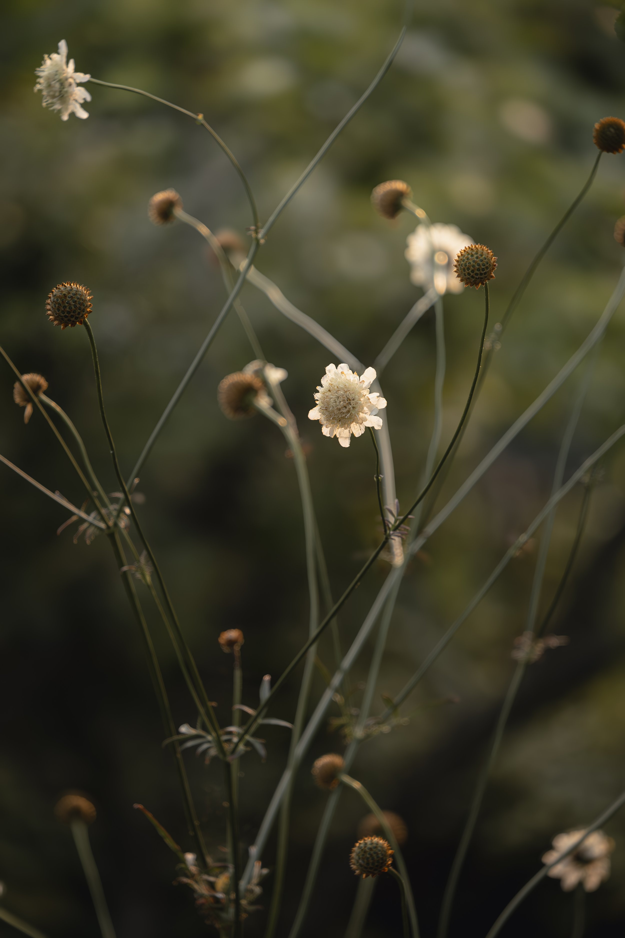 Delicate white flowers with thin stems and blurred green background
