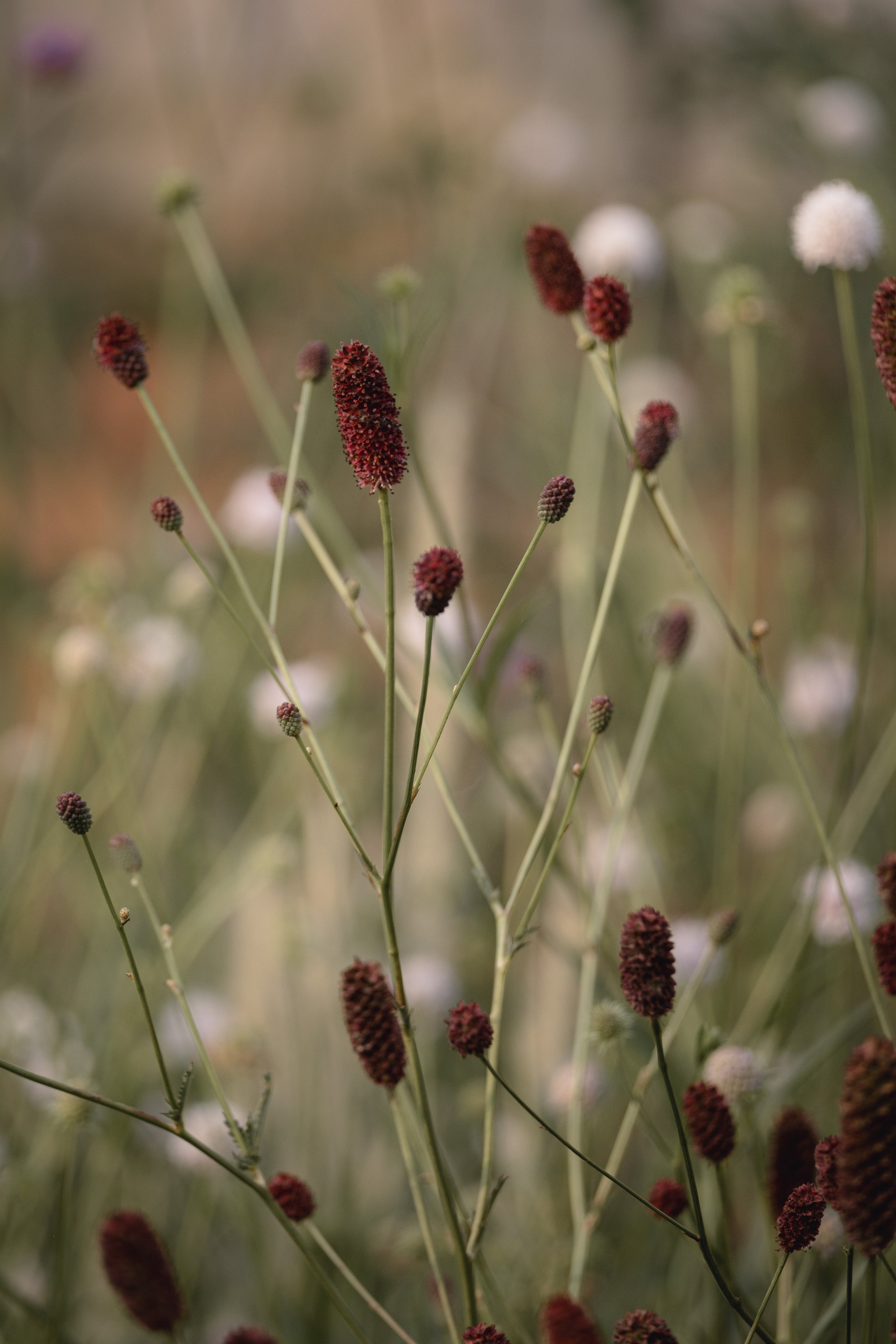 Close-up of Sanguisorba flowers with red-brown cylindrical blossoms on slender green stems in a natural garden setting.