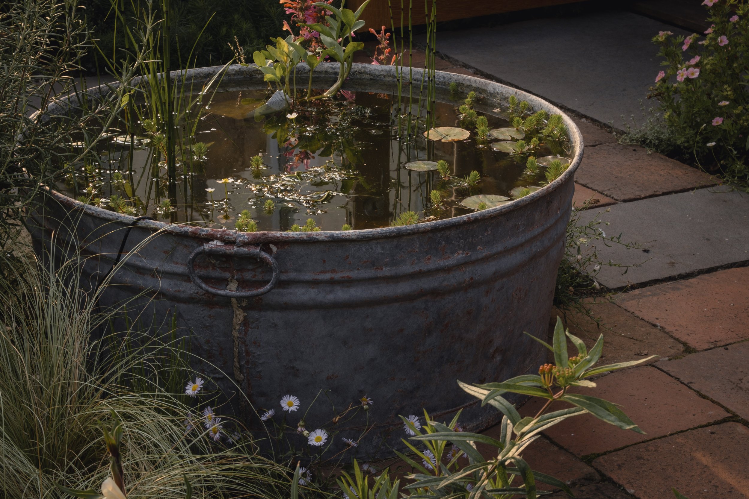 A metal tub filled with water, aquatic plants, and some floating leaves, surrounded by stone pavers and blooming flowers.