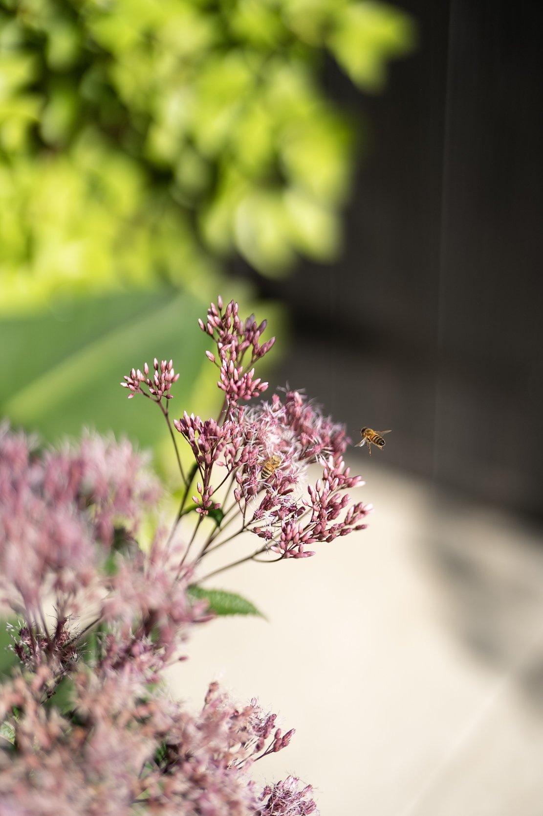 A bee flying near pink flowering plants.