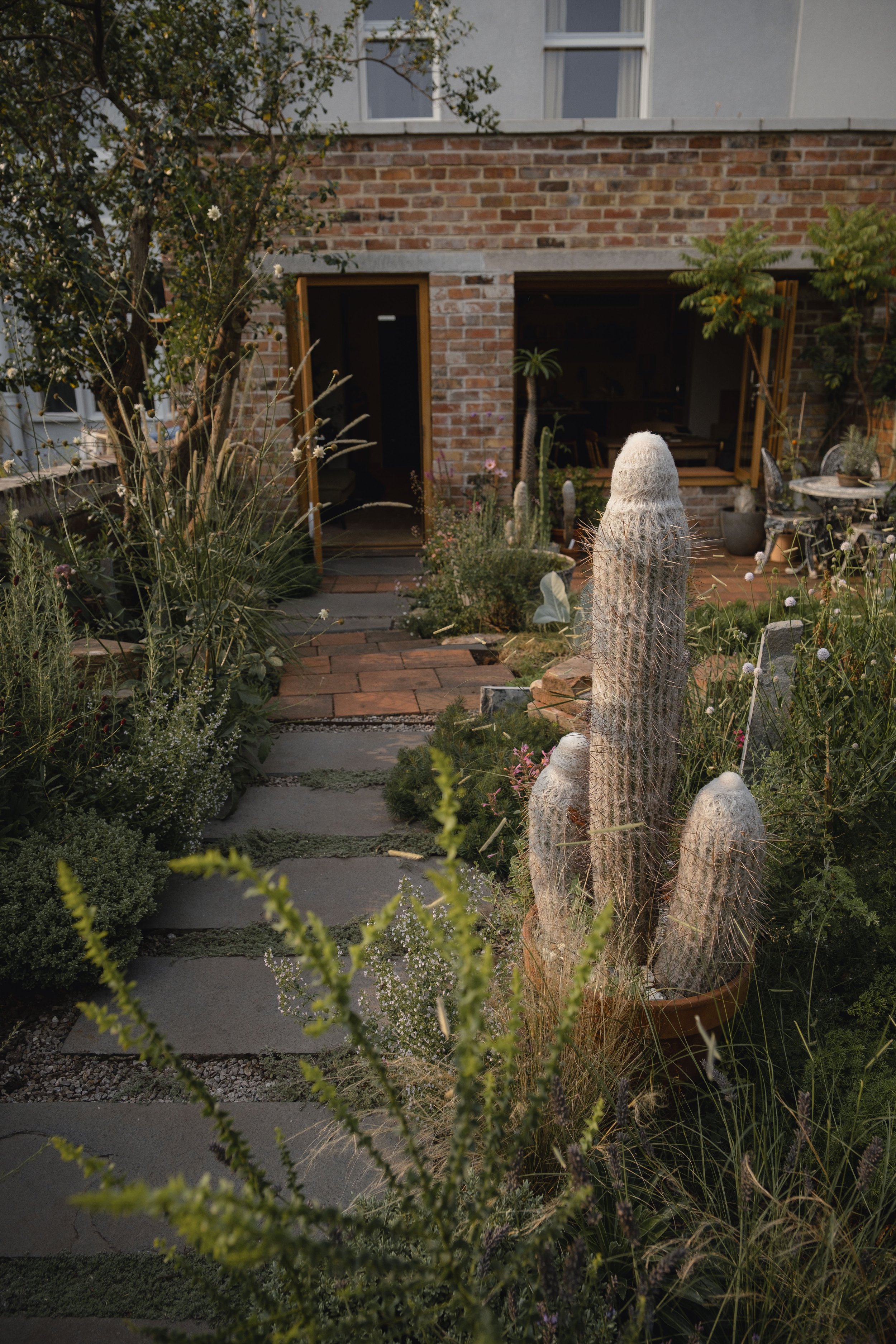 A lush garden with tall cacti in pots, various green plants, and a stone path leading to an open-door brick house.