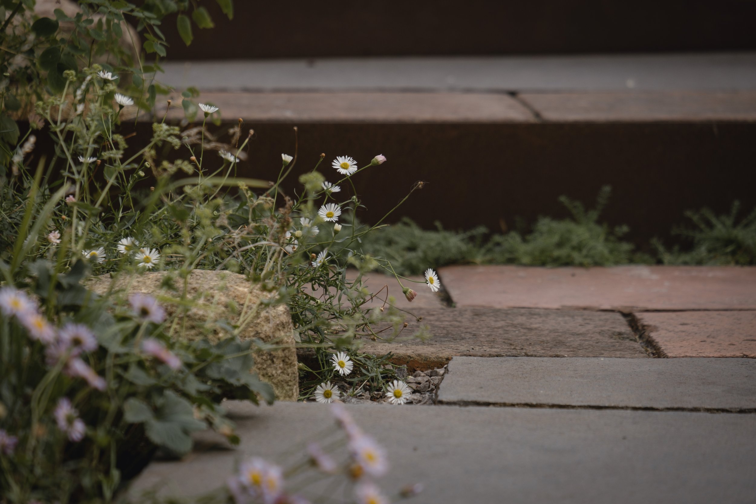 Stone steps with small white daisies and greenery growing beside them.