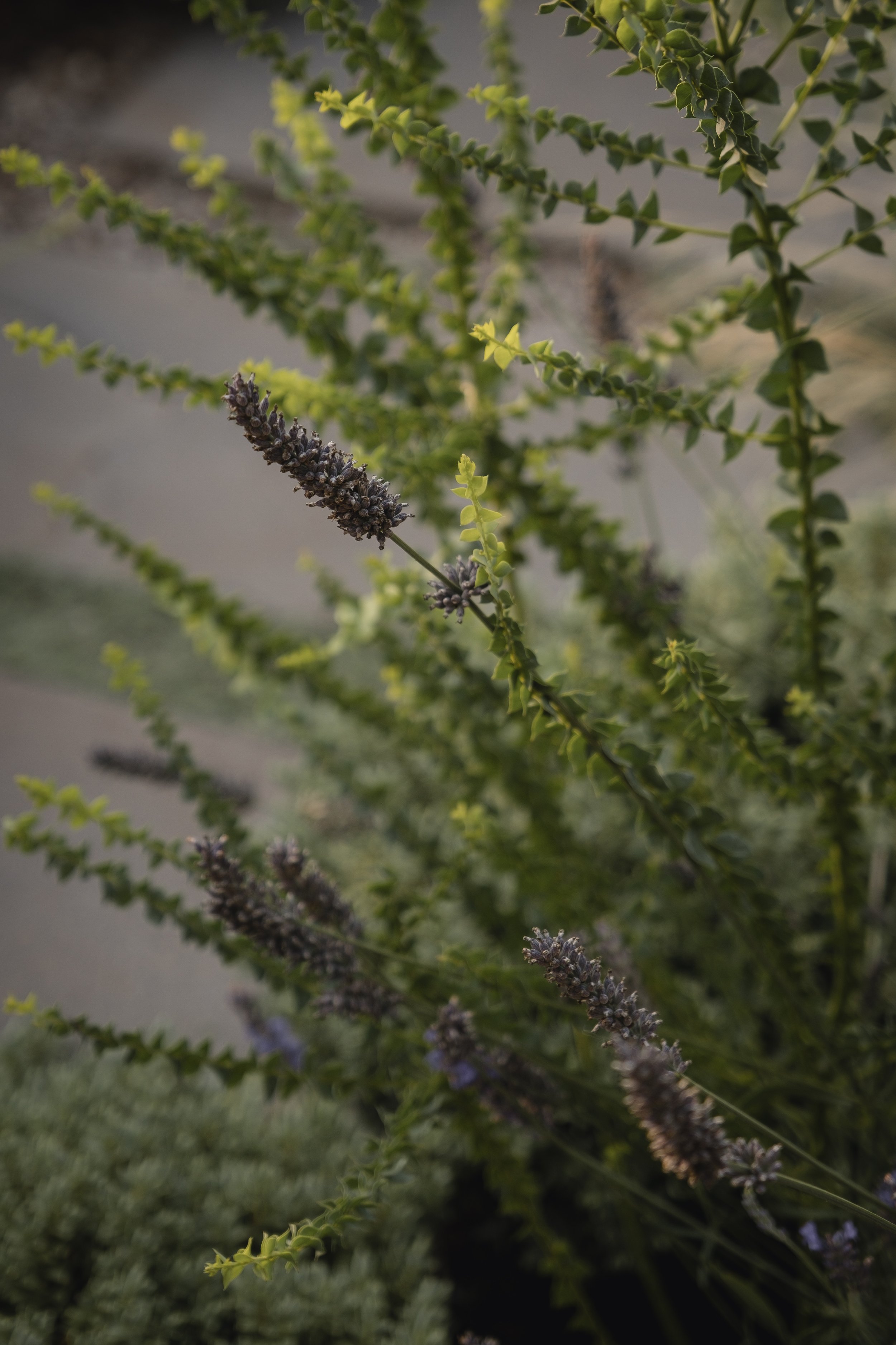 Close-up of lavender flowers with green foliage.