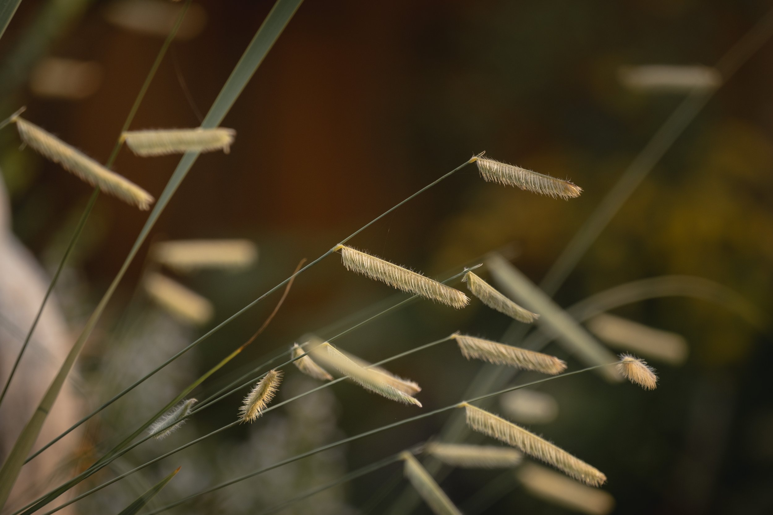 Close-up of thin, feathery grass stems"}