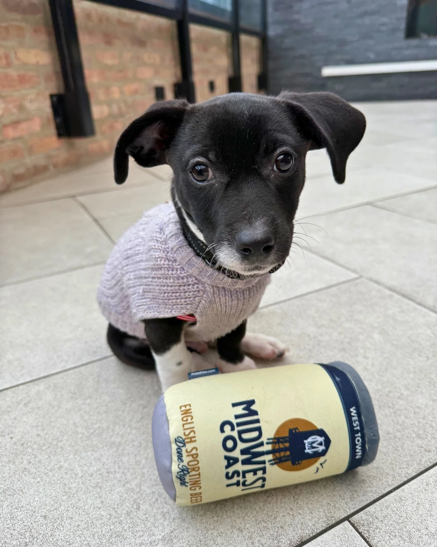 Another reason to come to Rescue Puppy Yoga with @moyovillage and @paradiserescue_pr THIS Saturday, December 6th!

Meet Twix, a 12-week old foster pup from Puerto Rico who is available for adoption and will be one of the many puppies you can meet at 