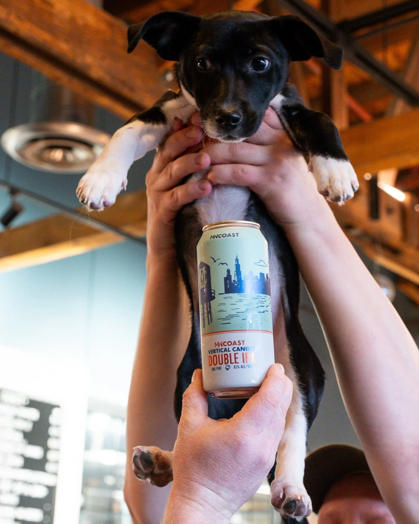 Vertical Canine Double IPA 8.1% ABV

Loaded up with Simcoe, Amarillo, and Centennial hops, this double IPA is what drinking big, hoppy beers is all about. And it&rsquo;s named after our brewery dog Opie, who can hop over 6 foot fences and is quite th