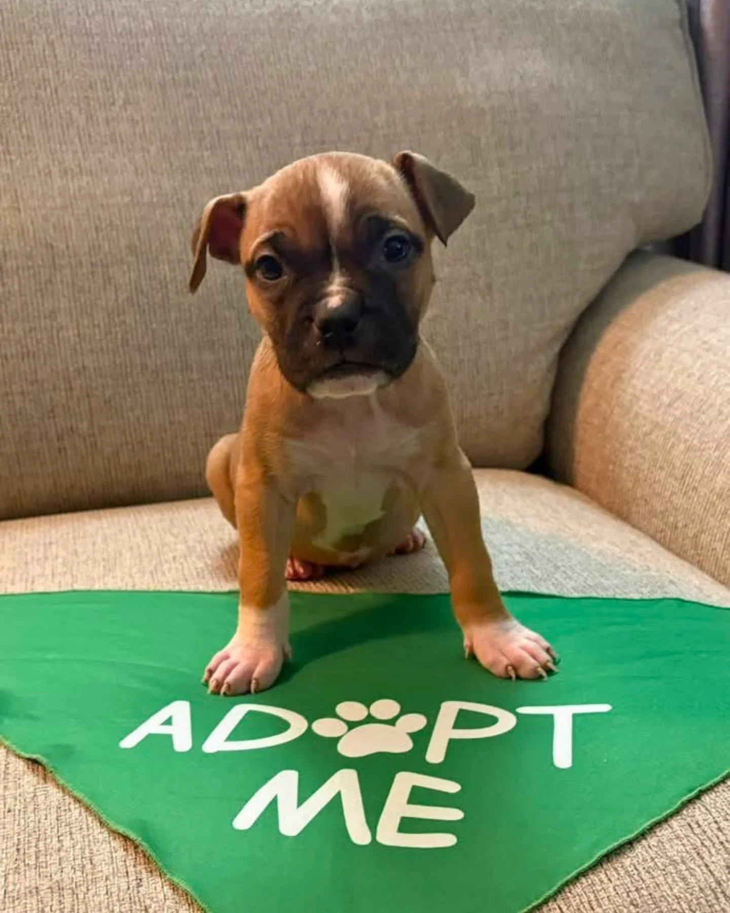 🥹&nbsp;3 additional reasons to visit Midwest Coast this weekend: Rachel, Chandler, and Phoebe!

@darkhorsedogs will be here with adoptable pups this Sunday, March 29th from 1 PM - 4 PM.