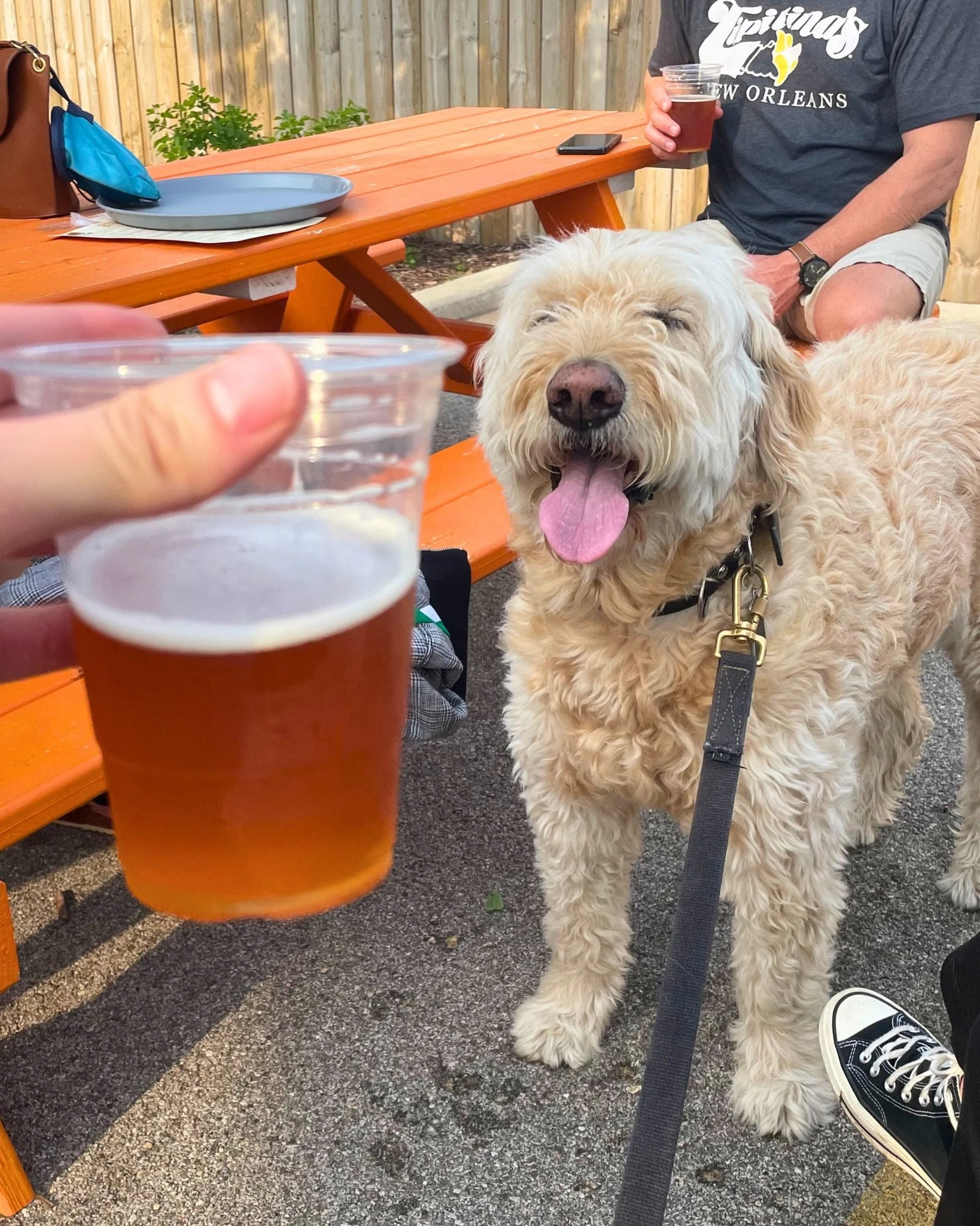 Handsome Henry&rsquo;s IPA is back on draft tomorrow! Named in honor of human regulars&rsquo; Mike and Laura&rsquo;s late Goldendoodle, Handsome Henry is single hopped with Willamette hops, dropping some earthy, floral, and slightly spicy notes all o