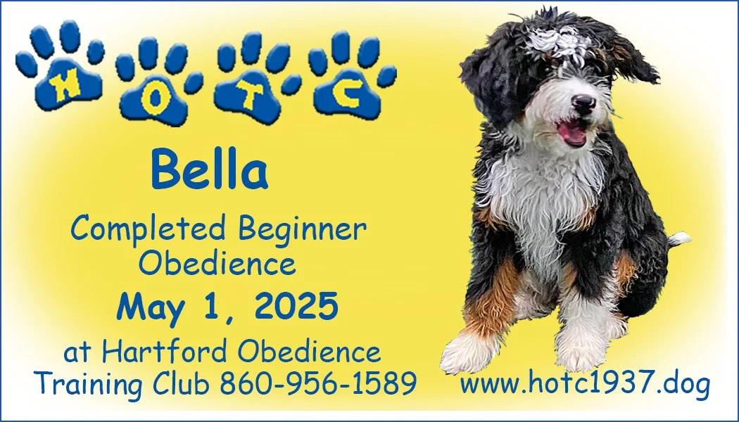 Promotional image for Hartford Obedience Training Club, featuring a fluffy dog named Bella who completed beginner obedience on May 1, 2025, with contact details and website link.