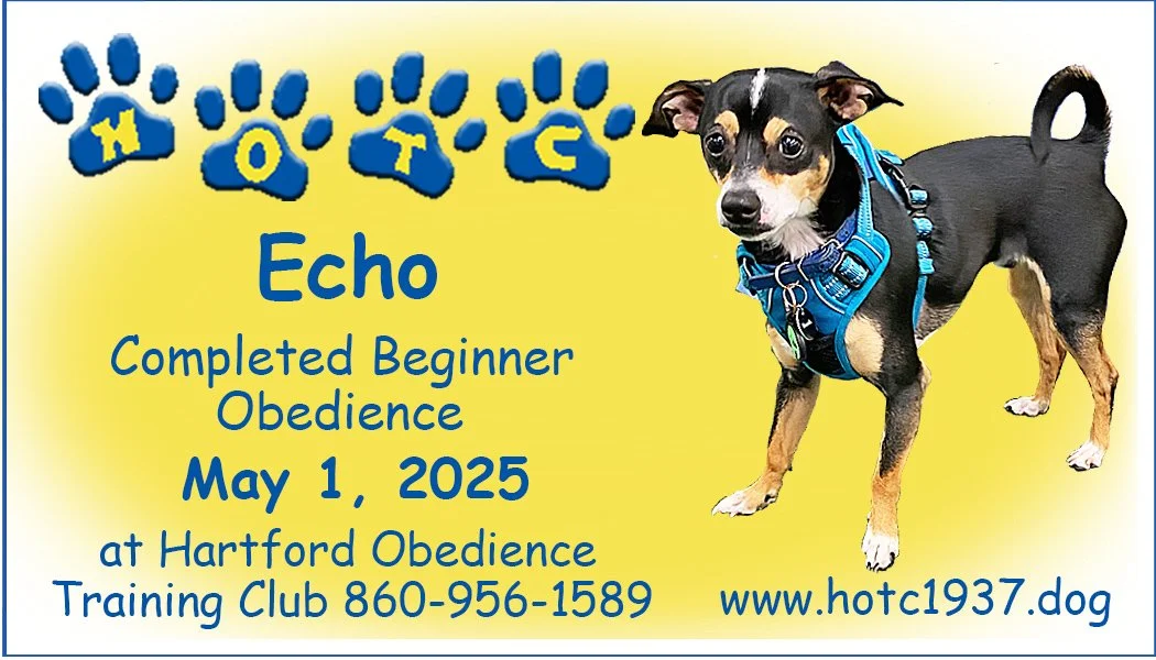 Certification announcement for a dog named Echo completing Beginner Obedience at Hartford Obedience Training Club on May 1, 2025, with contact details and website information, featuring a small dog in a blue harness.