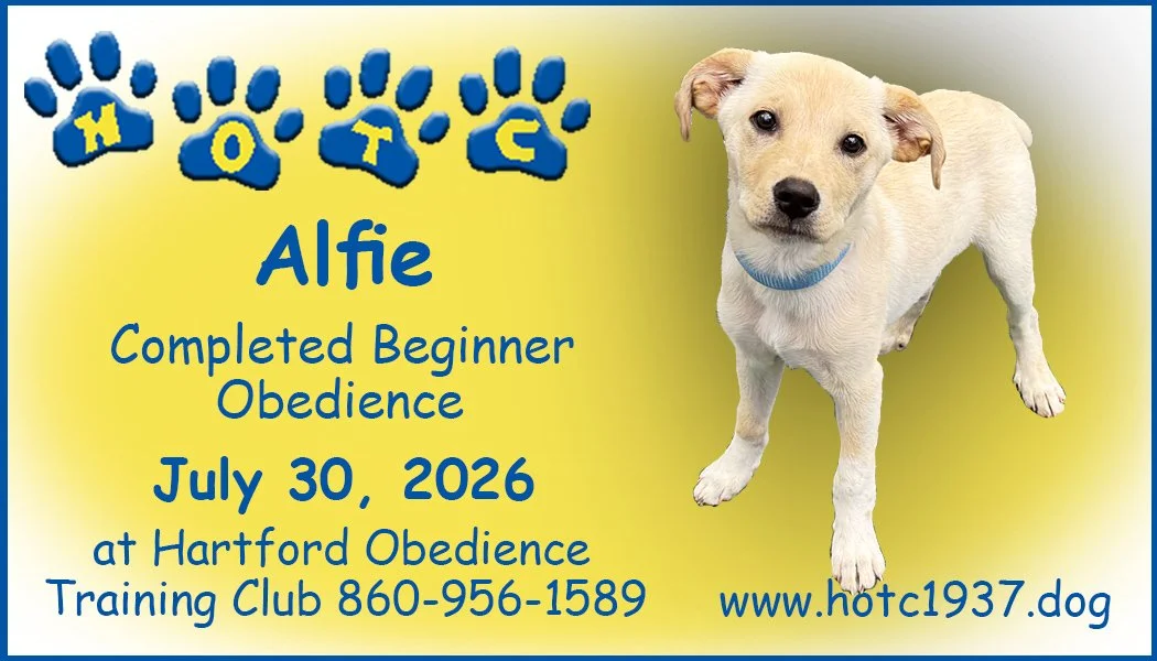 Alfie073026.jpg