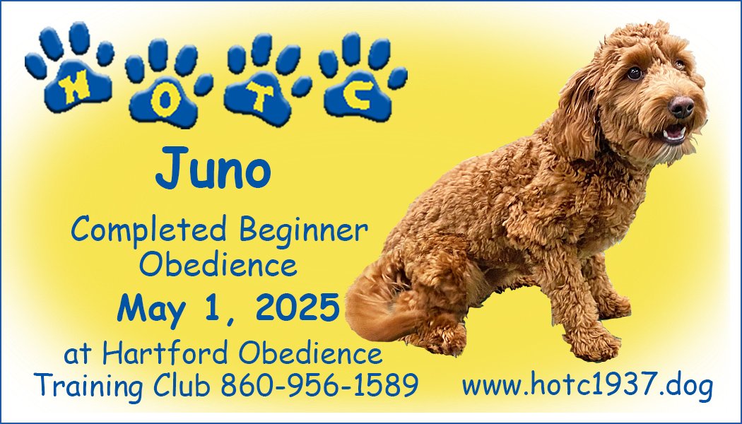 Certificate for a dog named Juno who completed beginner obedience on May 1, 2025, at Hartford Obedience Training Club, with contact info and website link. Image of a brown dog.