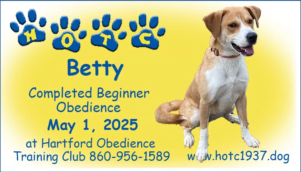 Certificate for a dog named Betty, indicating completion of Beginner Obedience on May 1, 2025, from Hartford Obedience Training Club, featuring contact details and website information. The background shows blue paw prints and a sitting dog.