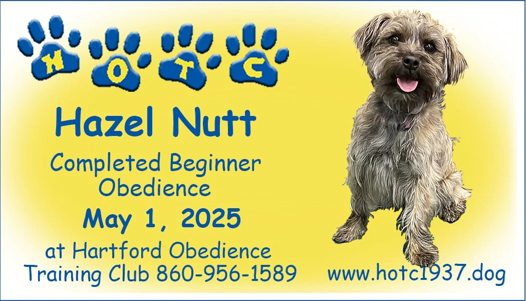 Certificate for Hazel Nutt completing beginner obedience on May 1, 2025 at Hartford Obedience Training Club, featuring a dog image.