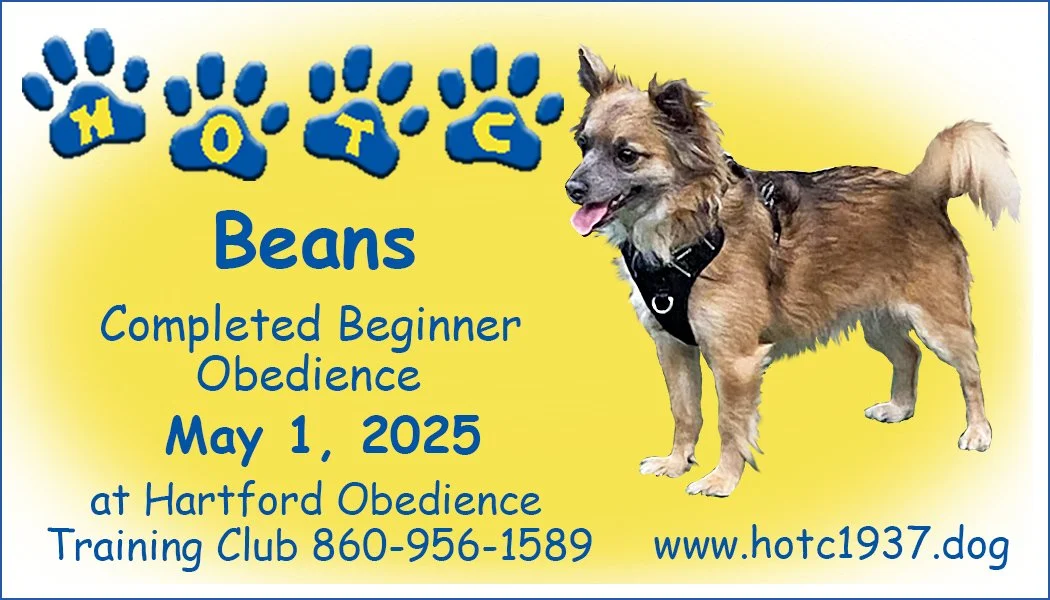 Congratulatory certificate from Hartford Obedience Training Club featuring a dog named Beans, who completed a beginner obedience course on May 1, 2025.