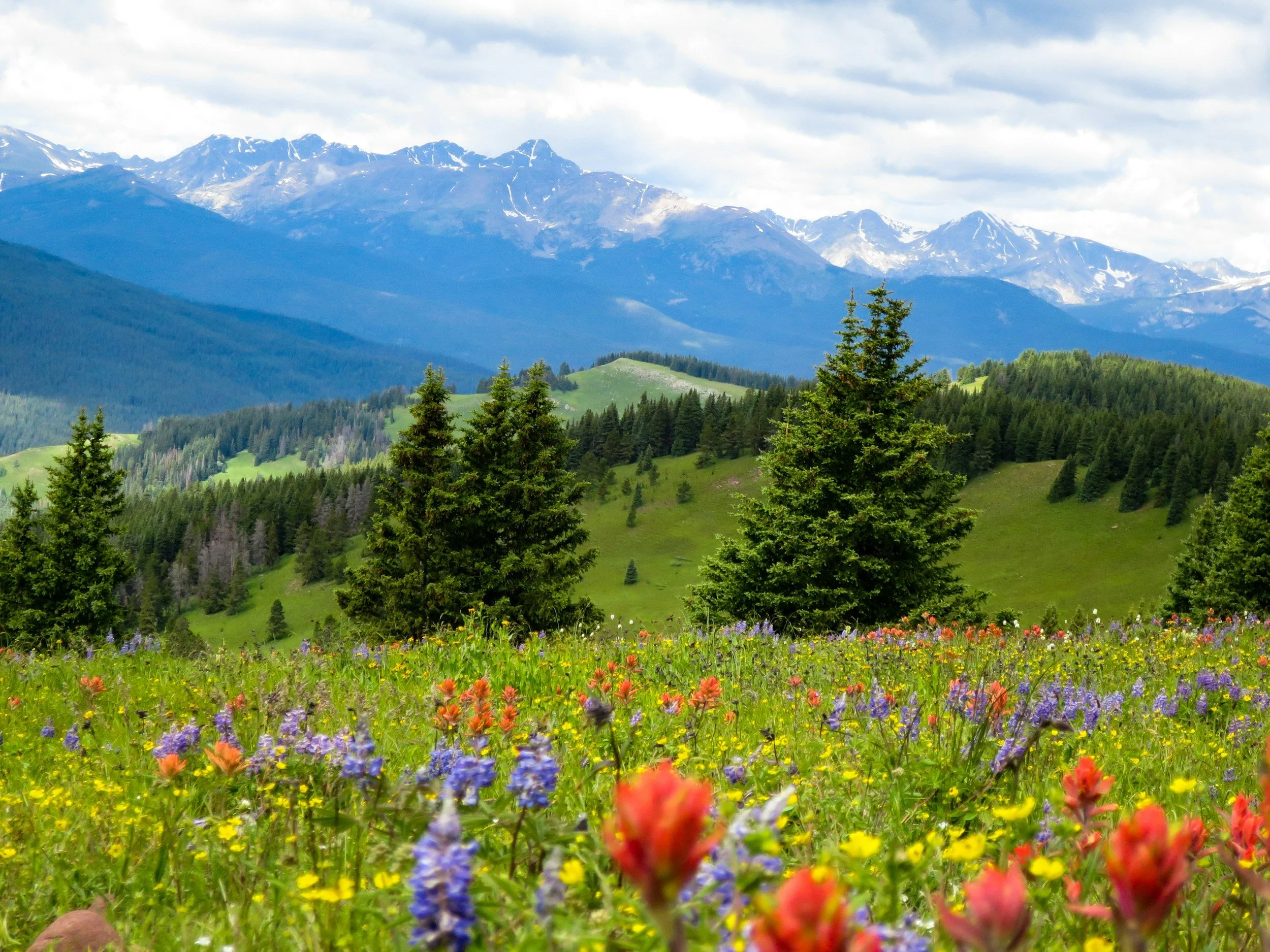 A scenic landscape with a colorful meadow of wildflowers in the foreground, green rolling hills in the middle ground, and snow-capped mountains under a partly cloudy sky in the background.