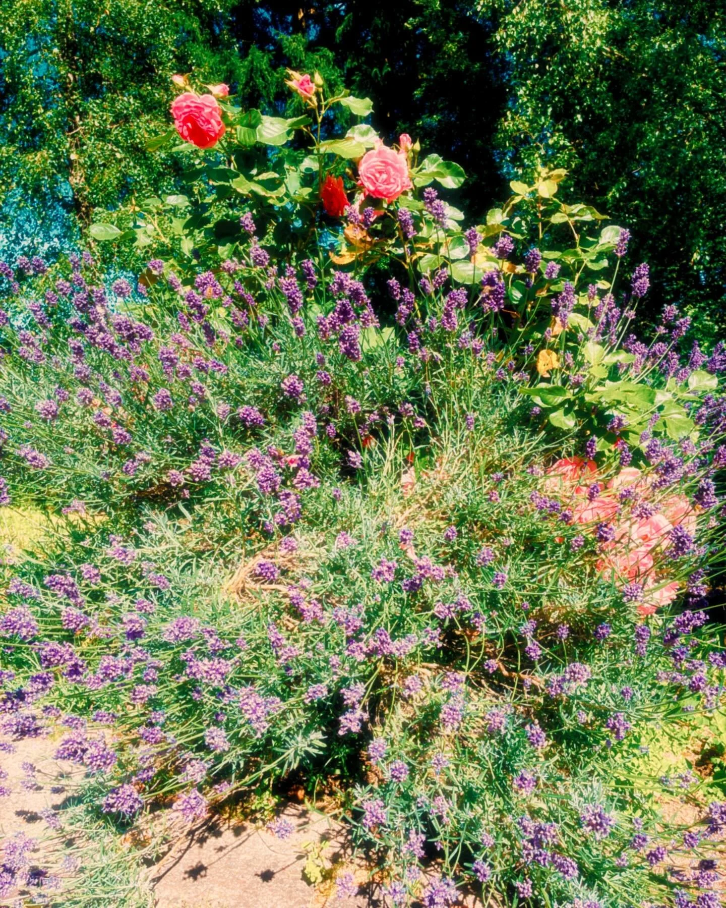 Bl&uuml;tezeit auf Hofgut Rineck ✨🌷

Du bist Teilnehmer oder willst diesen Ort entdecken? Finde deinen Yoga, Mediations- oder Pranakurs &uuml;ber unsere Website!🫶

Du bist Veranstalter? Bucht jetzt euren Seminarraum und lasst eure Teilnehmer/innen 