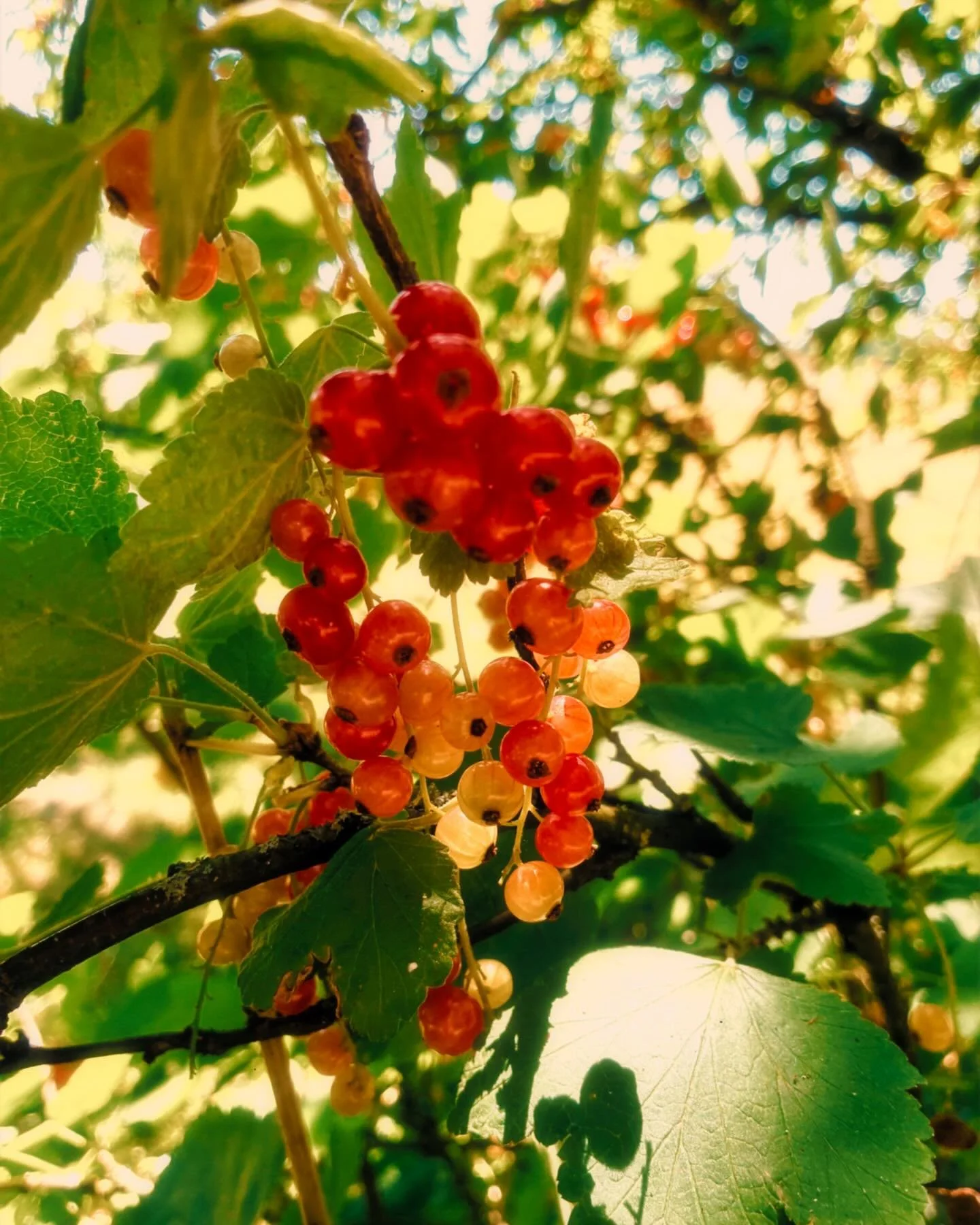 Wir sind super dankbar f&uuml;r die wundersch&ouml;nen und essbaren Pflanzen auf dem Hofgut und dem Wind &uuml;ber den Feldern, die jedes Jahr f&uuml;r einen Snack und ein bisschen Beeren sammeln einladen :) So k&ouml;nnen sich unsere G&auml;ste zwis