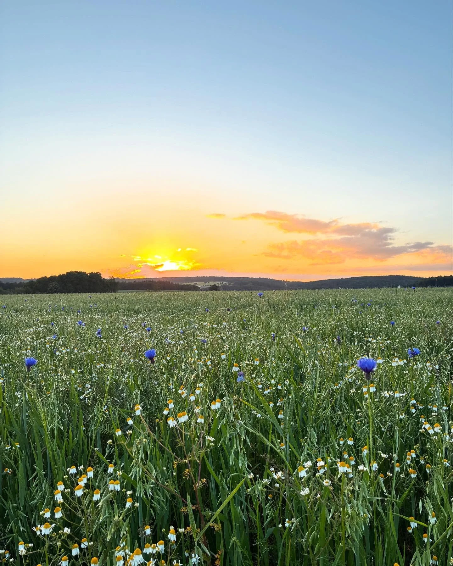 🌾 Weite Felder. Stille Wege. Tiefes Aufatmen. 🌿
Am Hofgut Rineck beginnt Erholung mit dem ersten Schritt ins Gr&uuml;ne. Umgeben von Wiesen, W&auml;ldern und einem weiten Horizont findest du hier den Raum, um loszulassen und aufzutanken.

🌀 Die Na