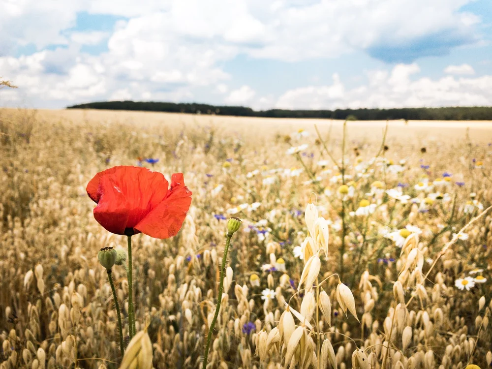 Mohnblüte und Kornblumen im reifen Haferfeld