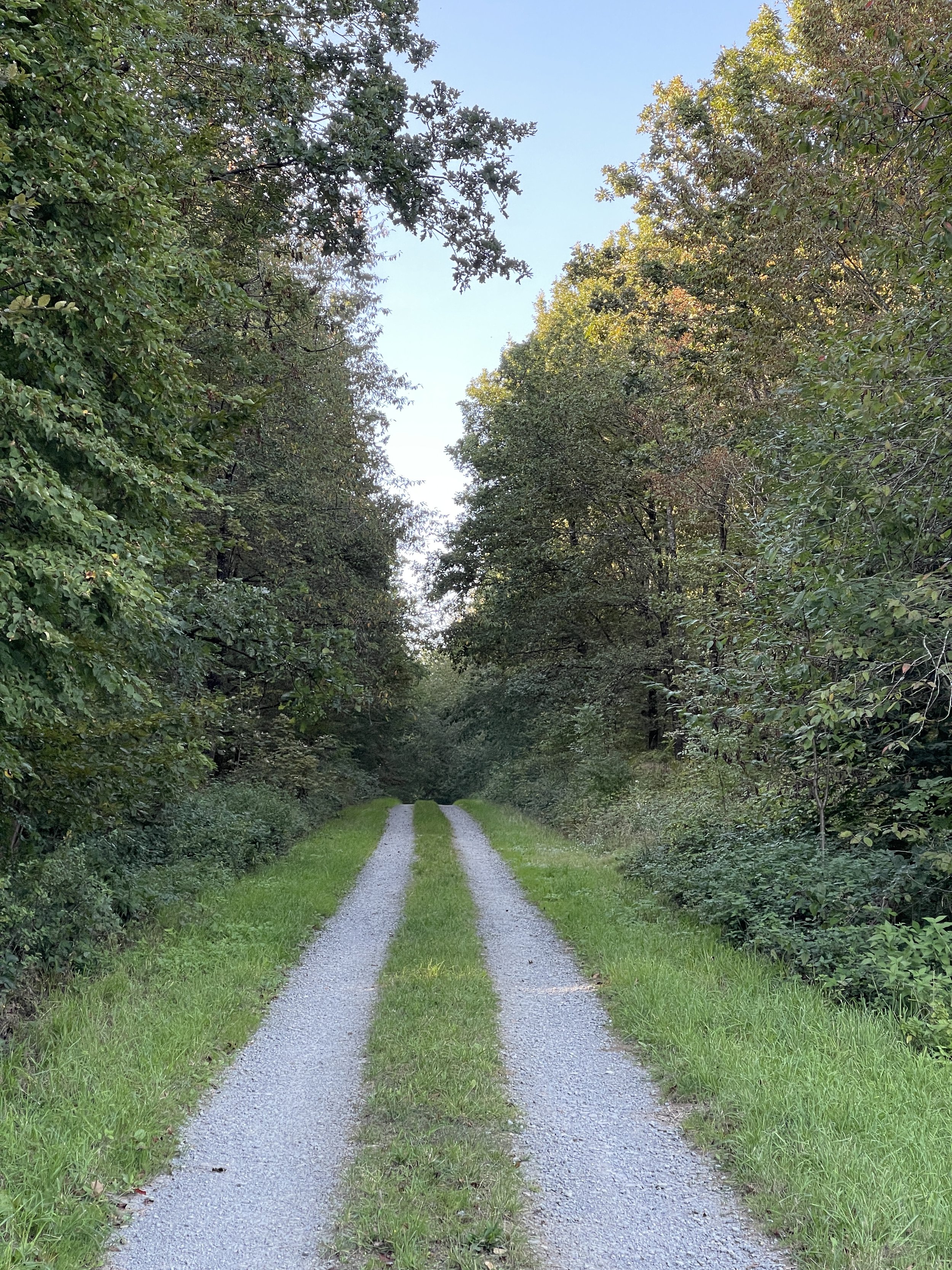 Sand- und Grasweg, der zwischen dichtem grünem Laub in den Wald führt
