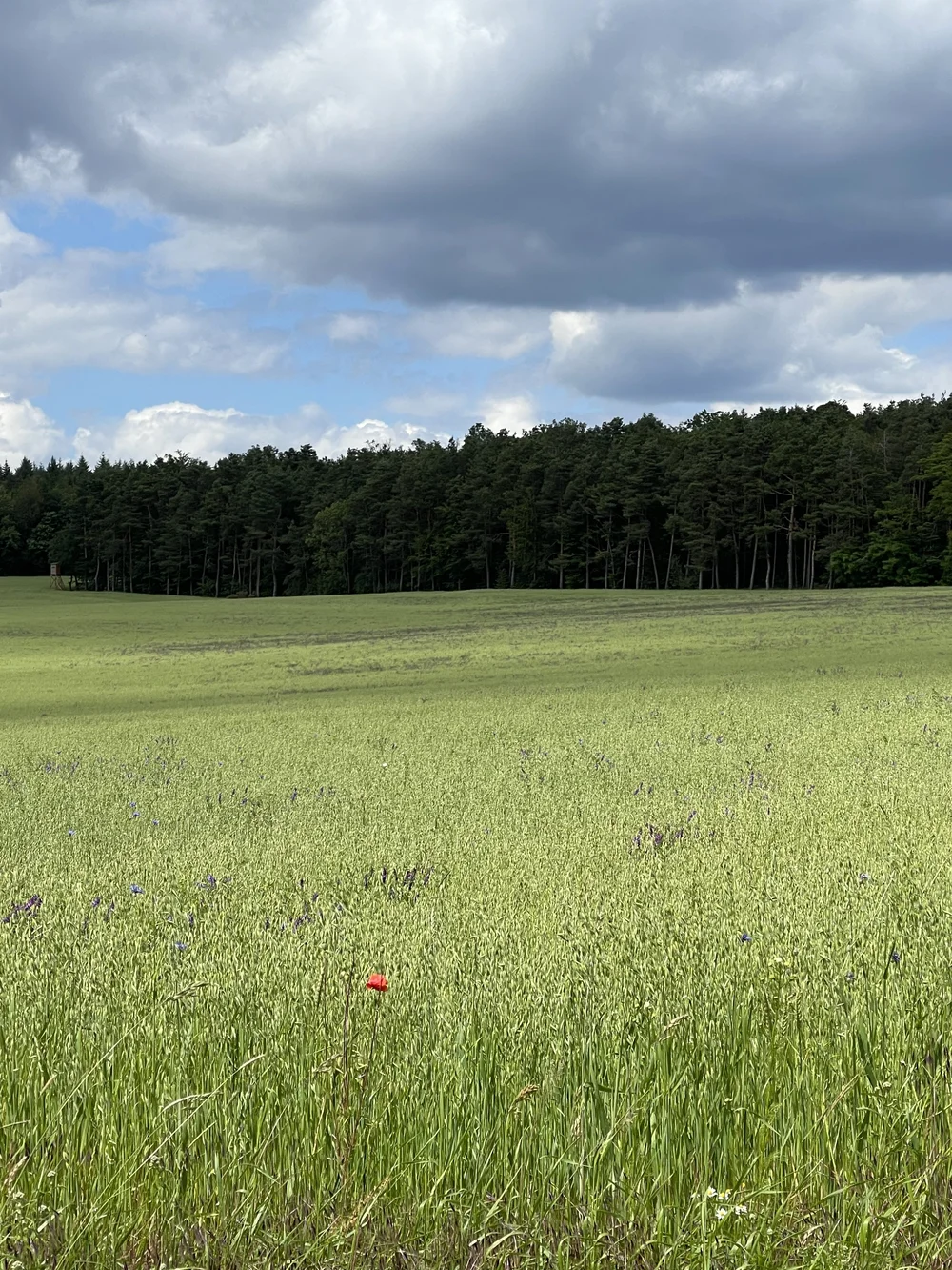 Grünes Getreidefeld mit einer roten Mohnblume im Vordergrund, dahinter Wald