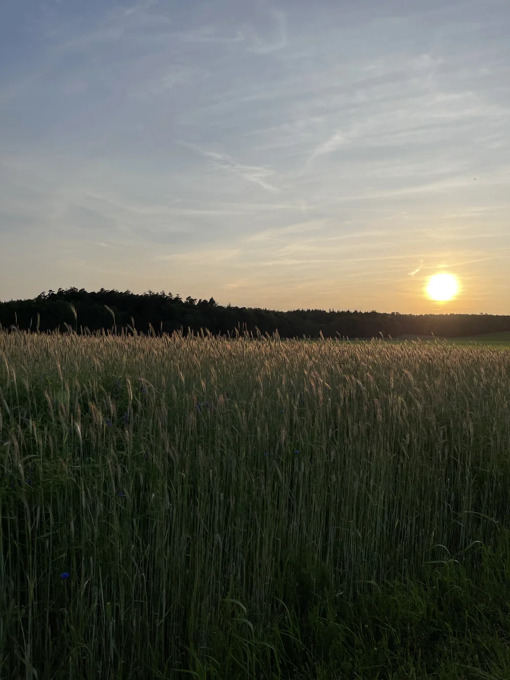 Sonnenuntergang über einem Getreidefeld am Waldrand