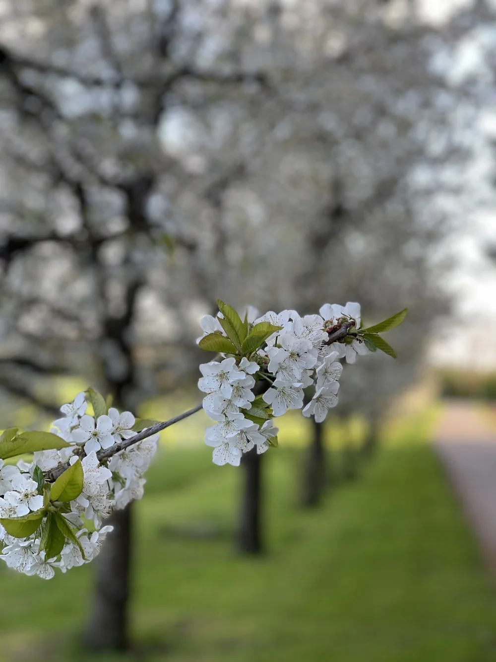 Blühende Kirschblüten an einem Ast, dahinter weitere blühende Bäume auf einer Wiese