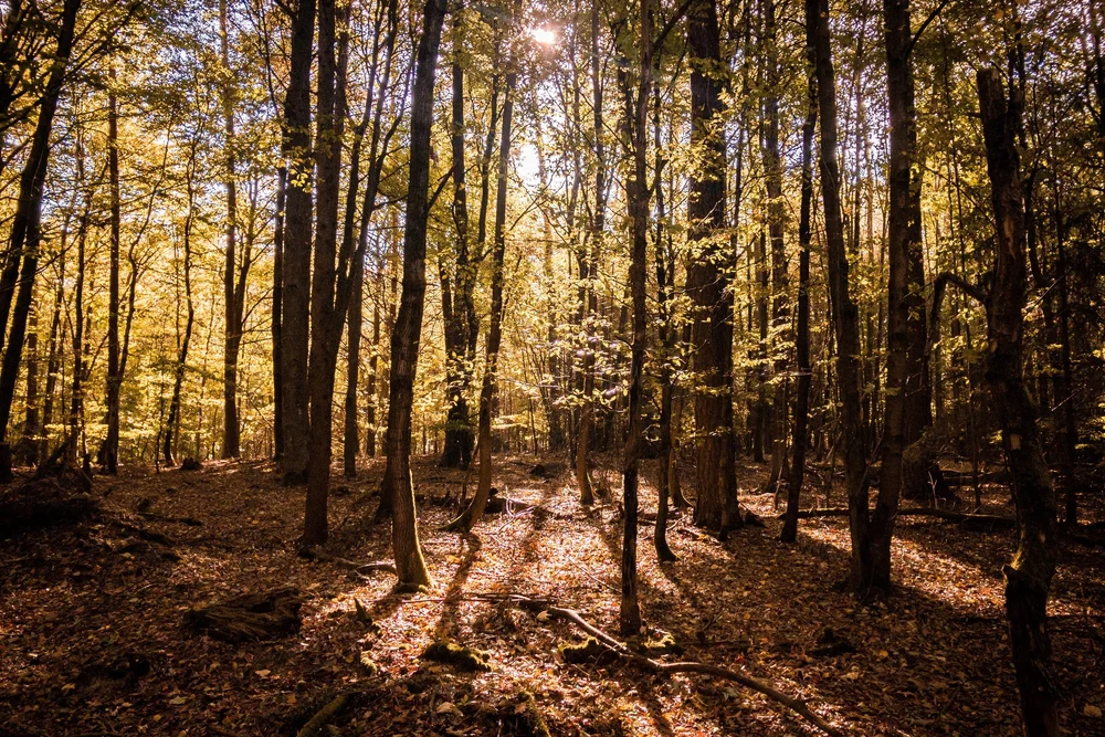 Buchenwald im goldenen Gegenlicht