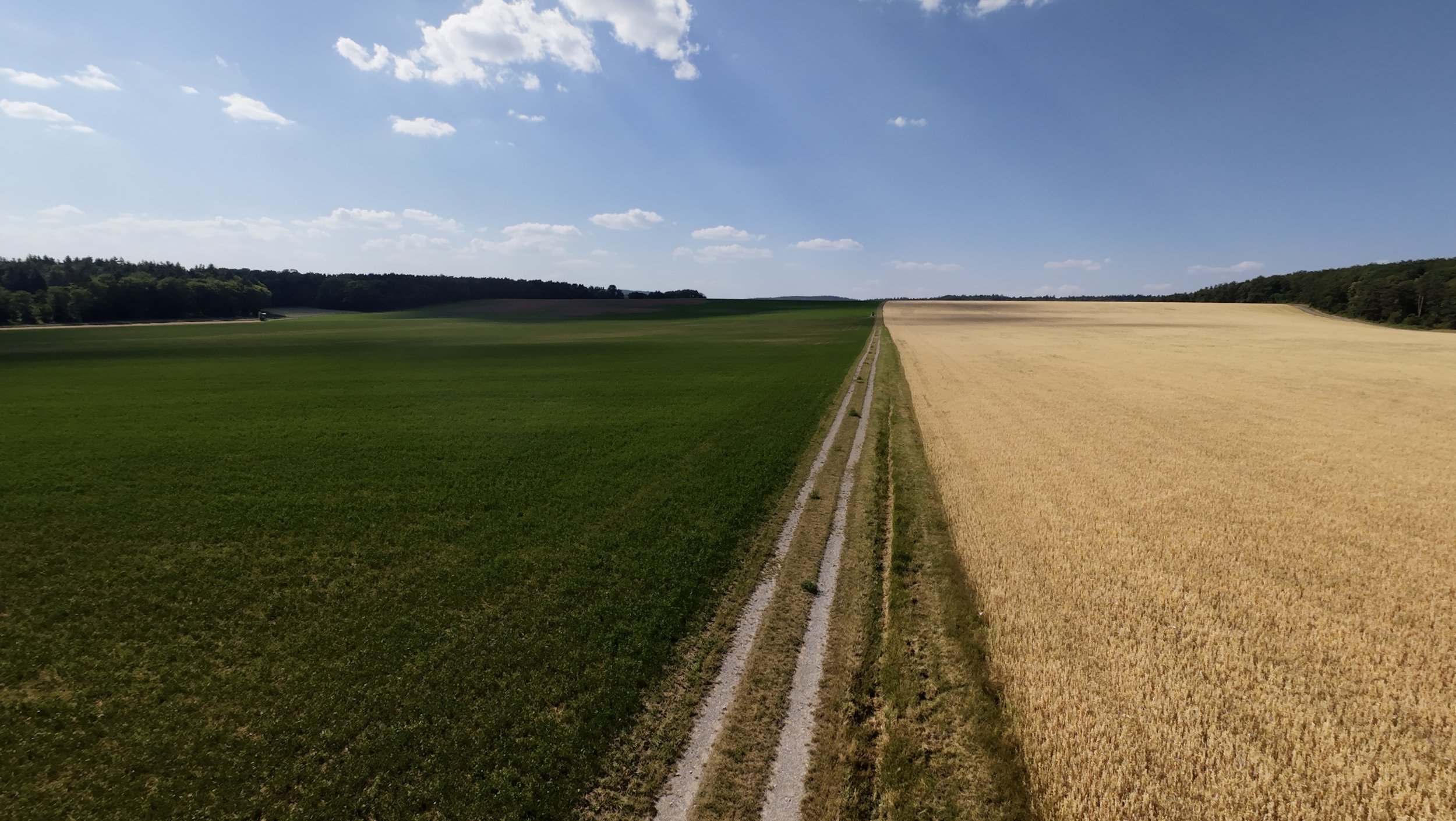 Luftbild der Felder von Hofgut Rineck: links Kleegras, rechts reifendes Getreide, dazwischen ein Feldweg