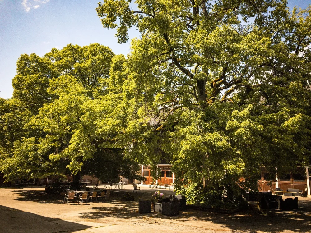 Innenhof mit altem Baum und Tischen
