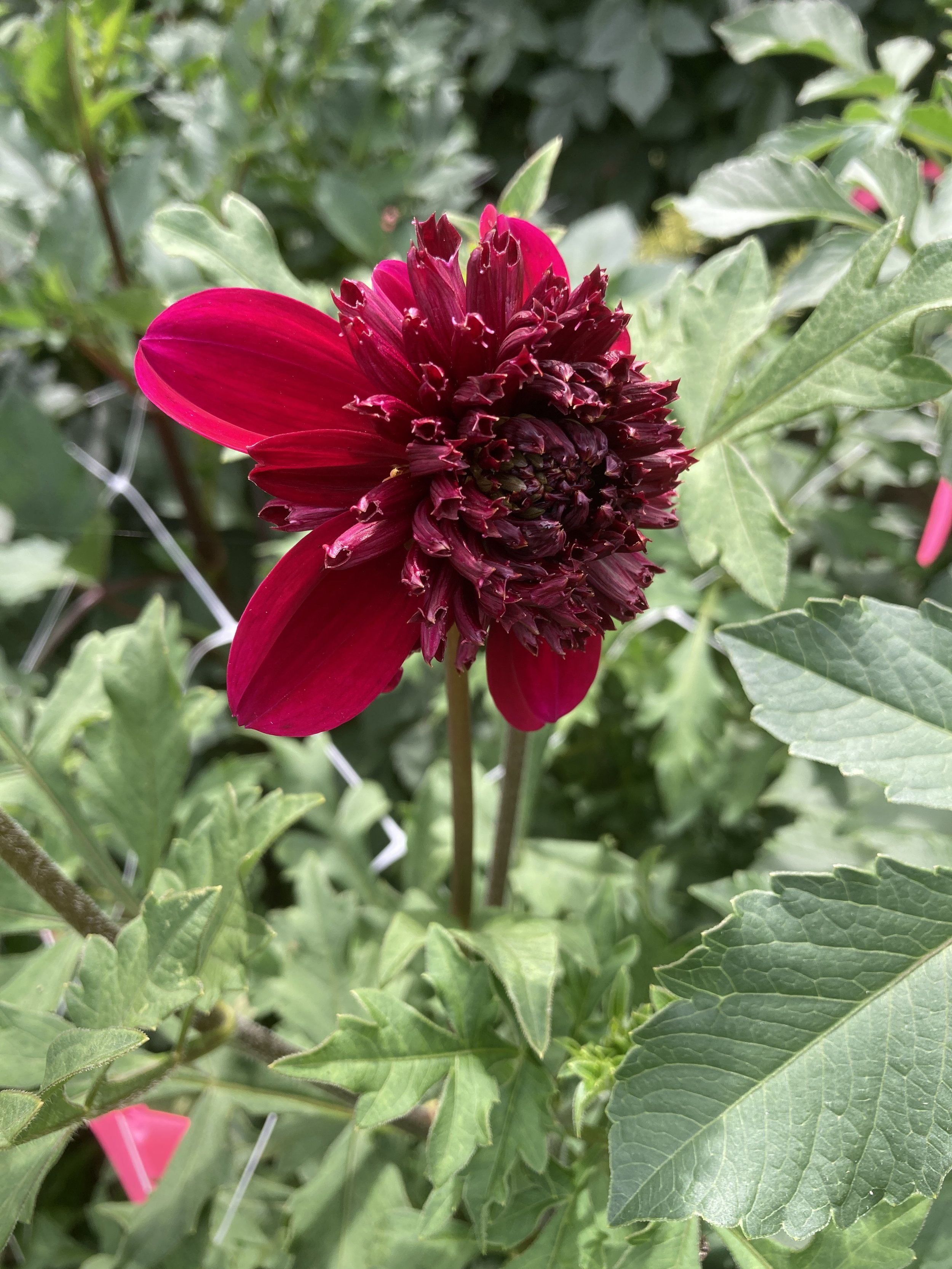 Bloomquist Larrie Ann