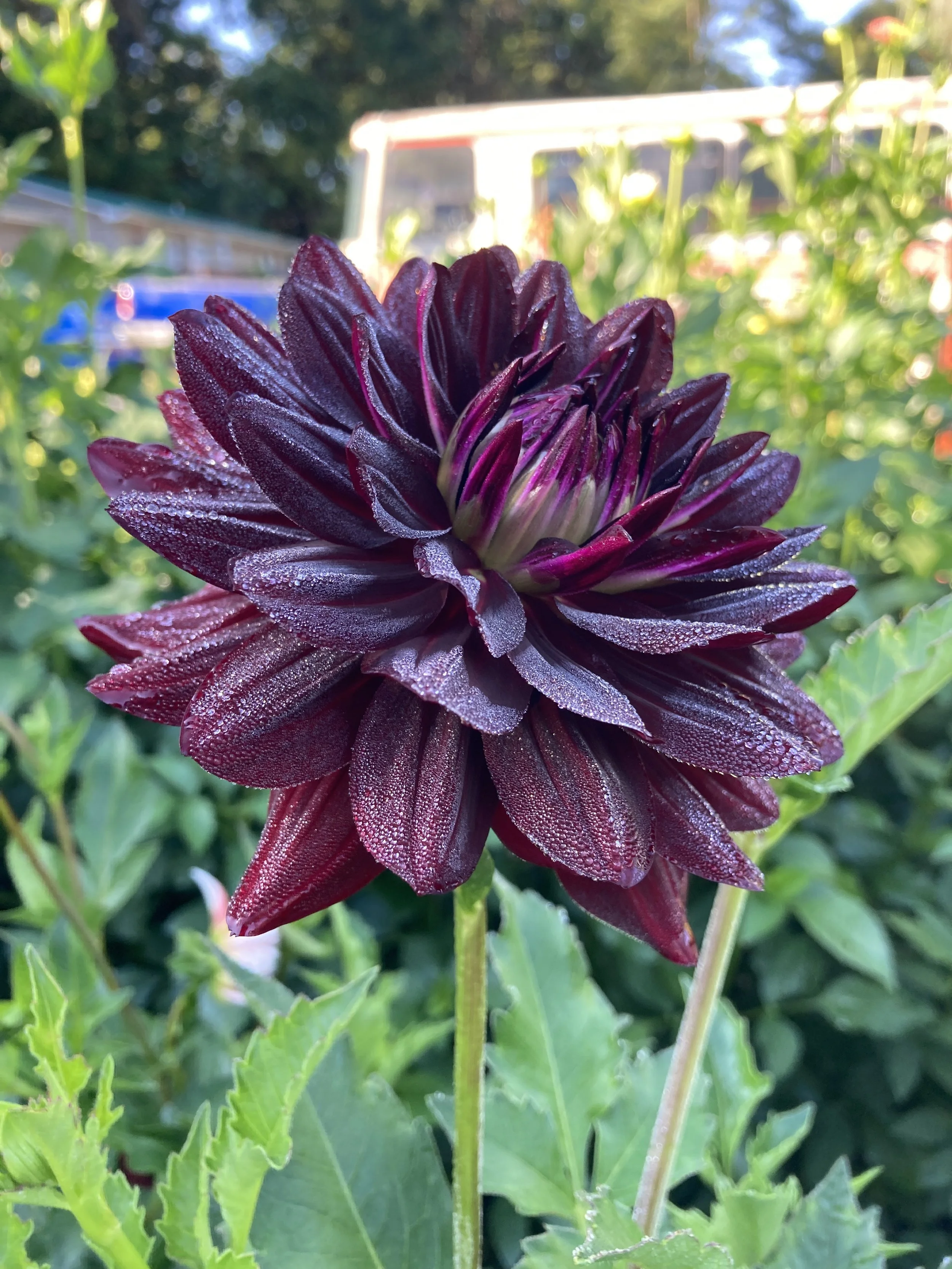 Hollyhill Black Beauty