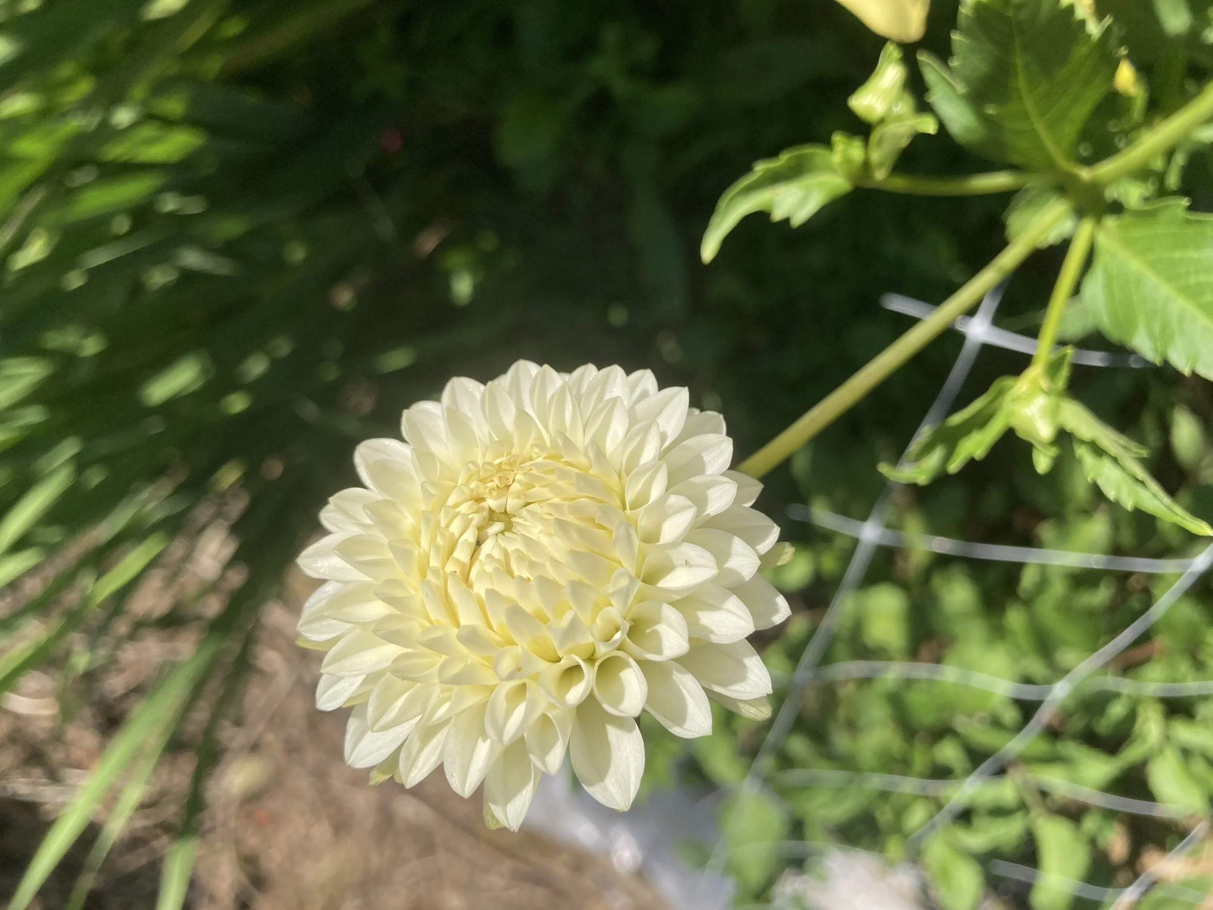 White Aster Mystery
