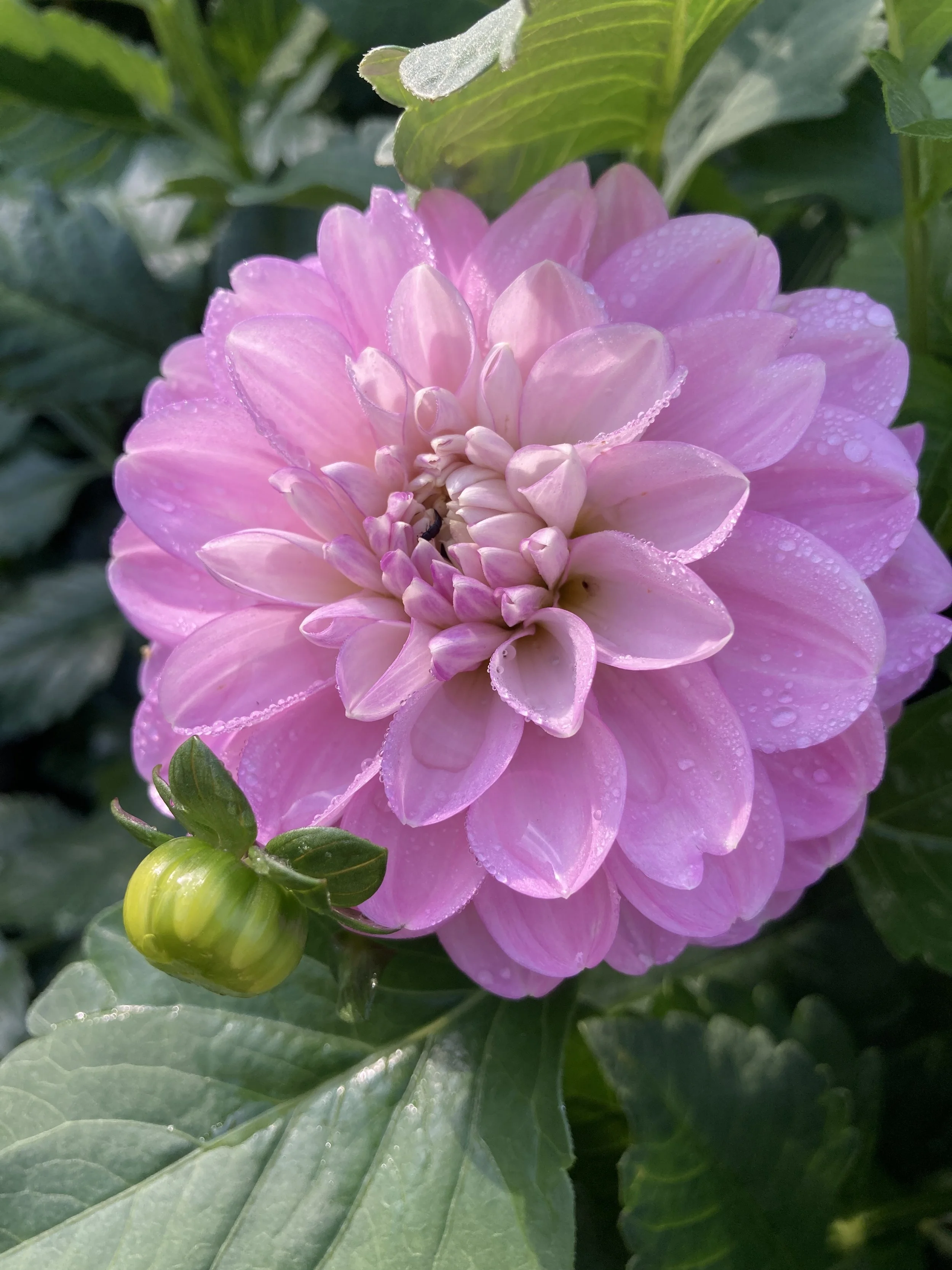 Marionberry Milkshake