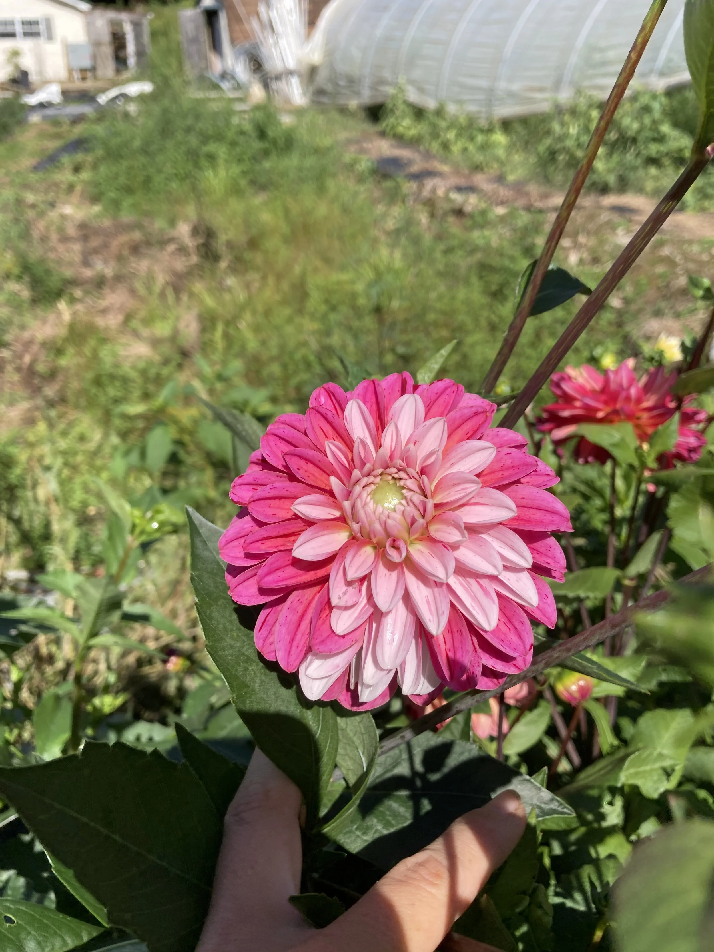 strawberry cream (4).JPG