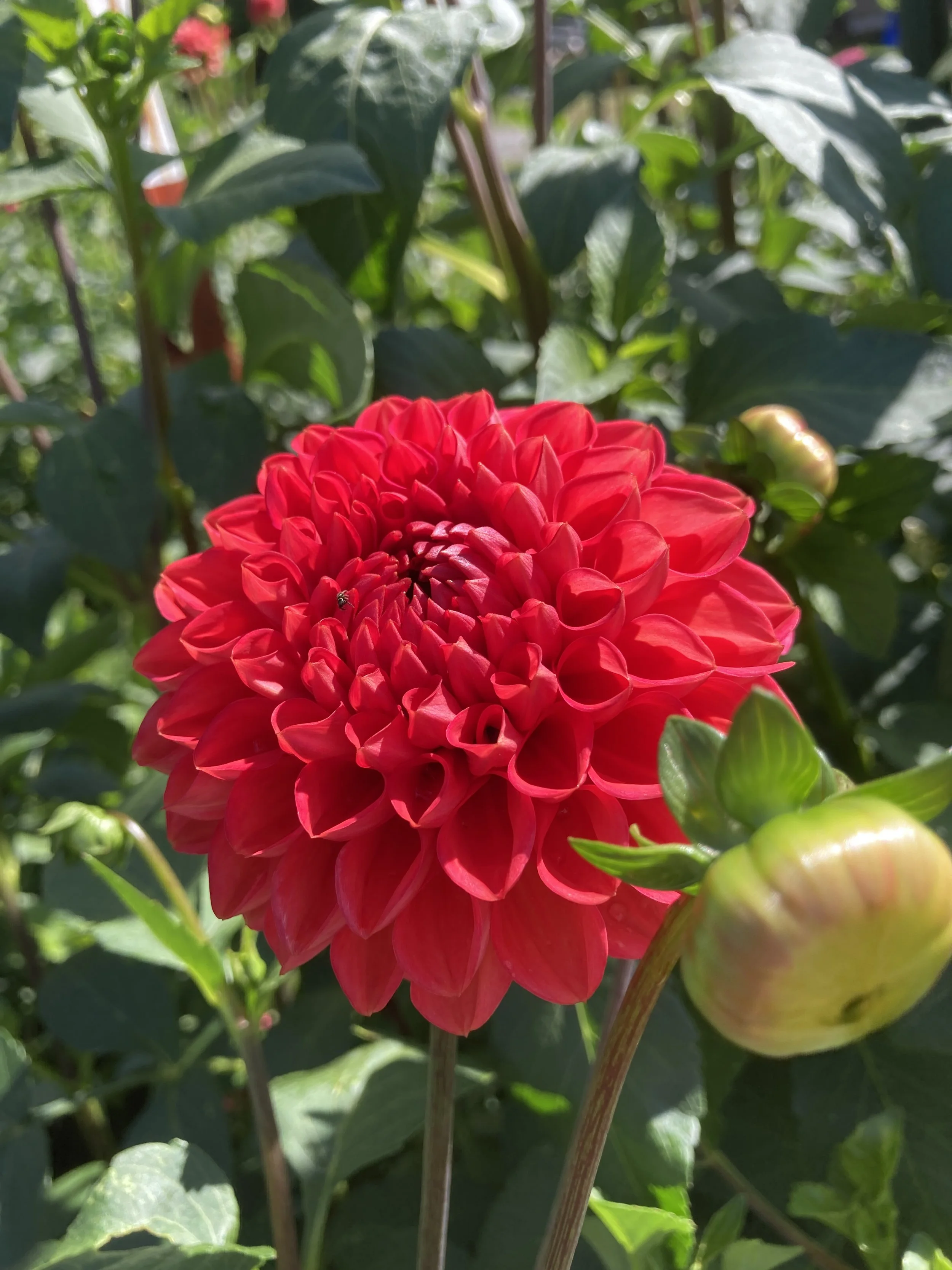 Chimacum Nadjae mystery