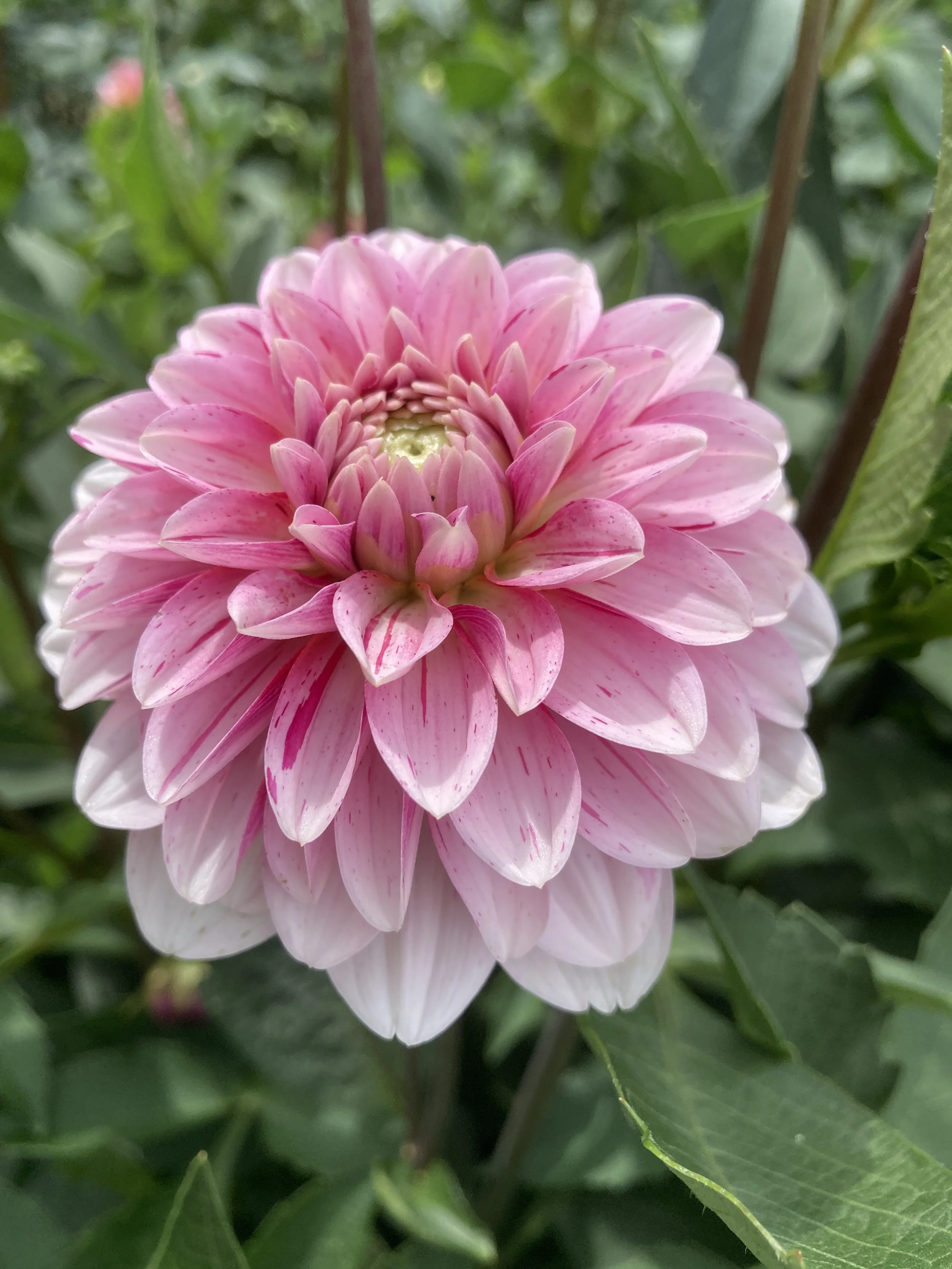 strawberry cream.JPG