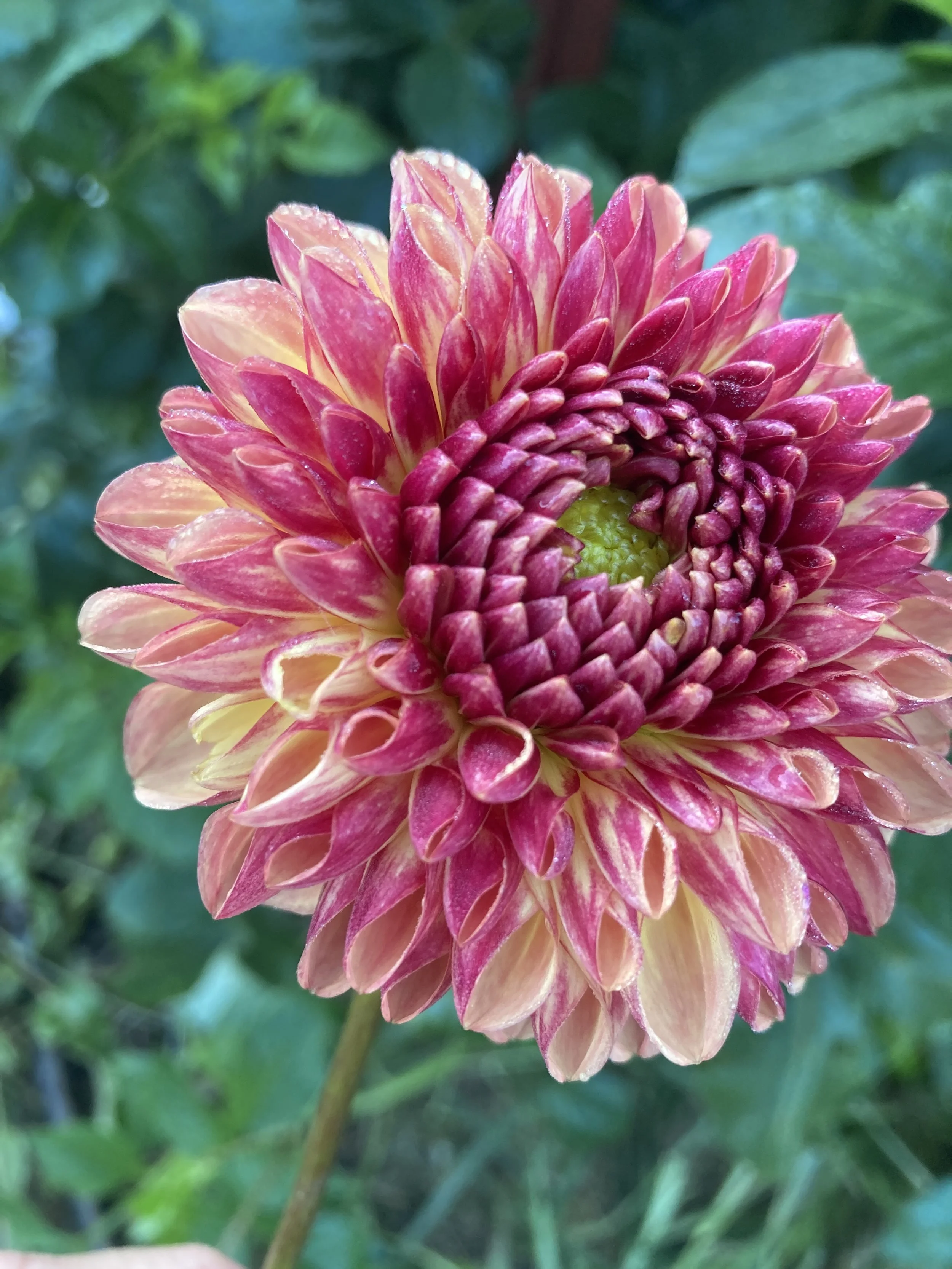 Coseytown Bounty Mystery tuber