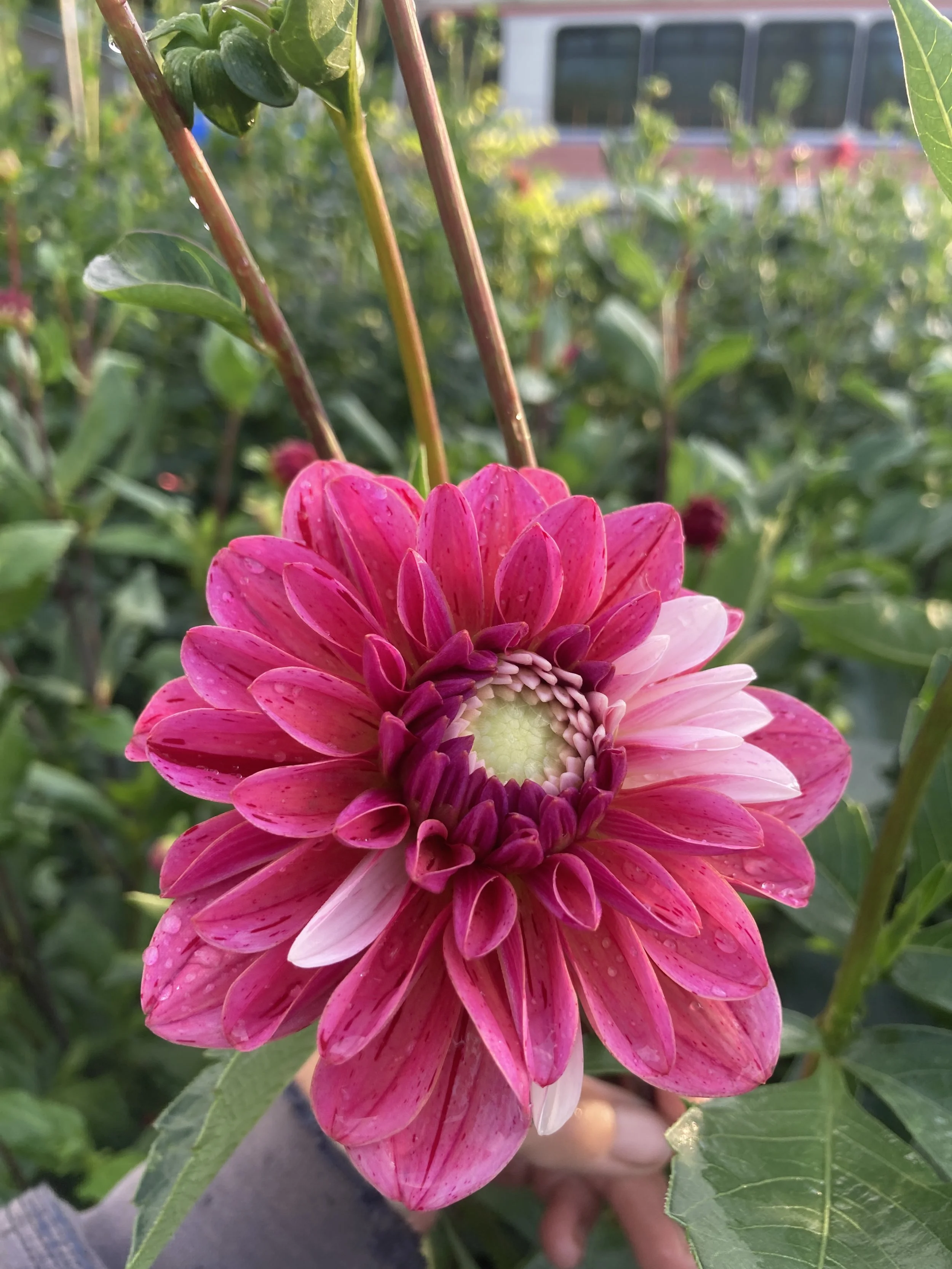 strawberry cream (3).JPG