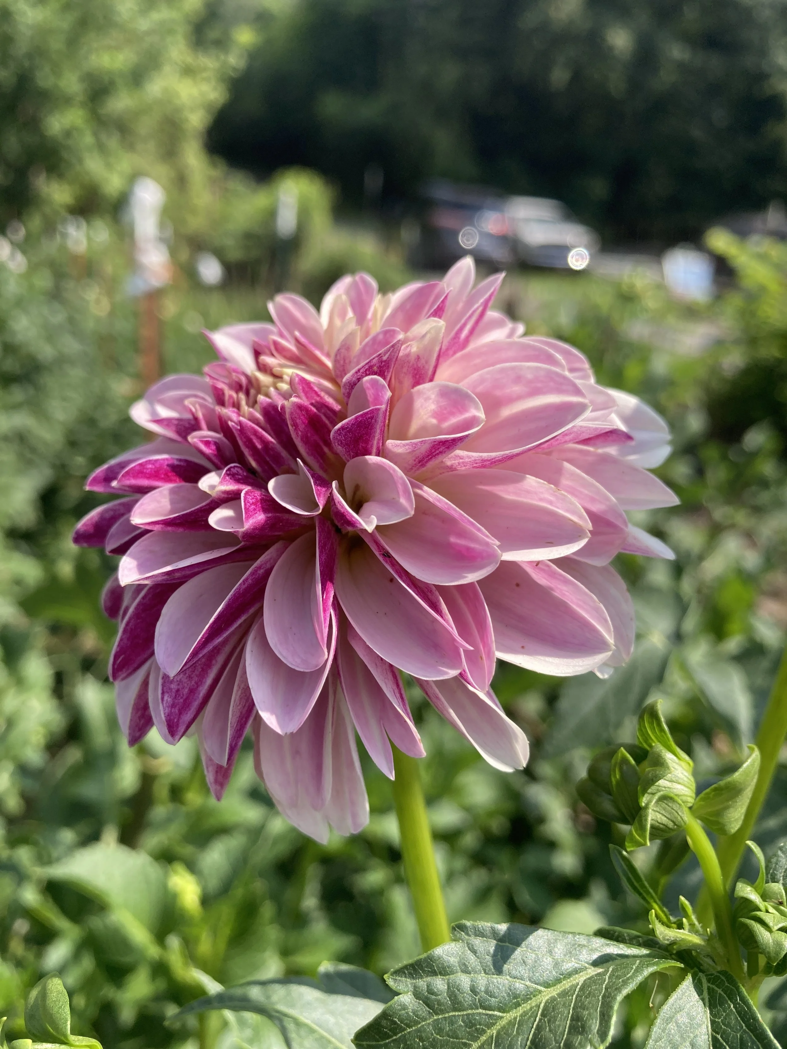 Salish Twilight Girl