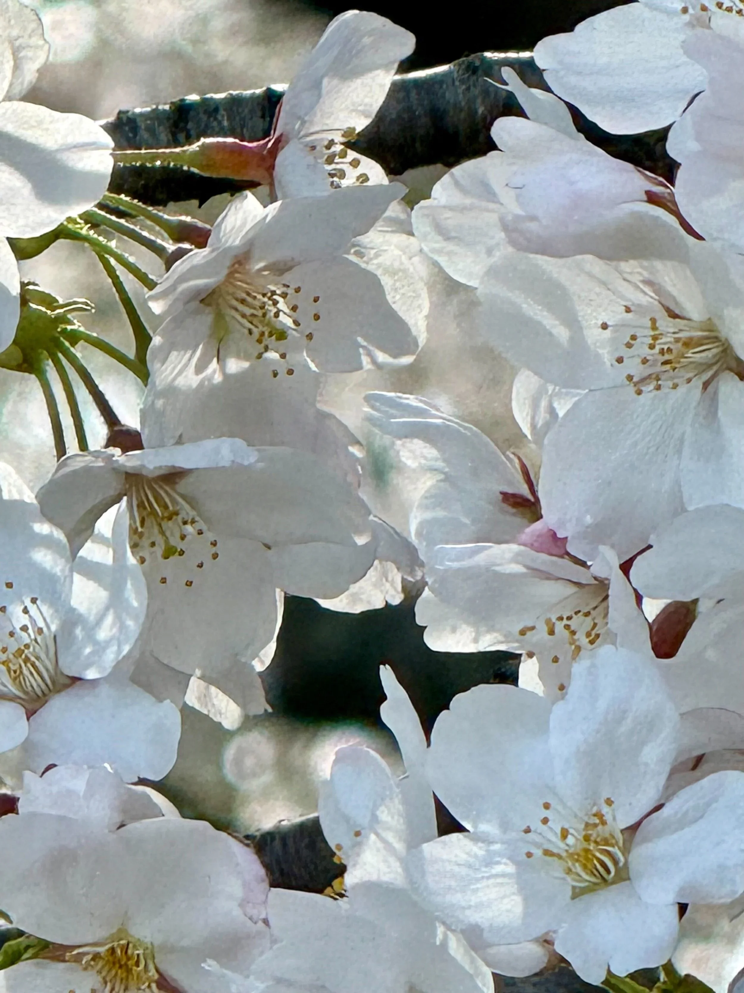 Spring Retreat to Reenergize and Bloom - Sun & Moon Yoga