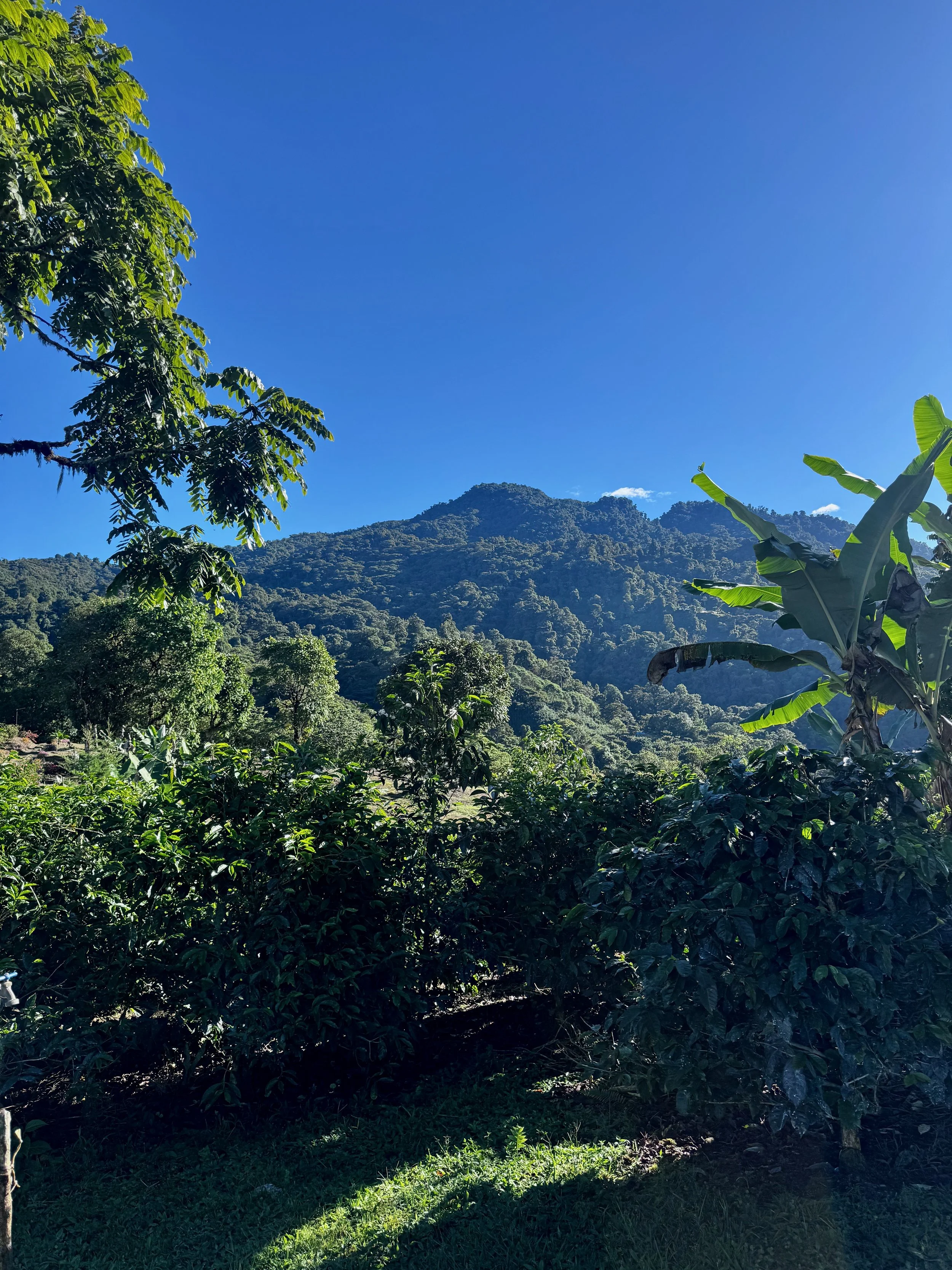 IMG_0385.jpeg