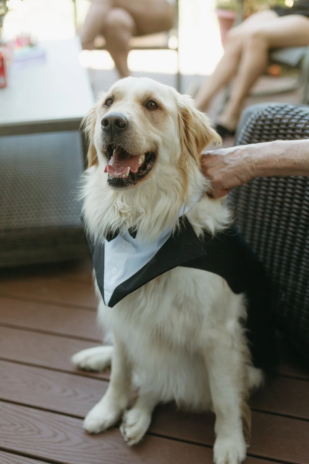 The most handsome golden retriever best man at his pawrents backyard elopement in Orleans, Ontario
