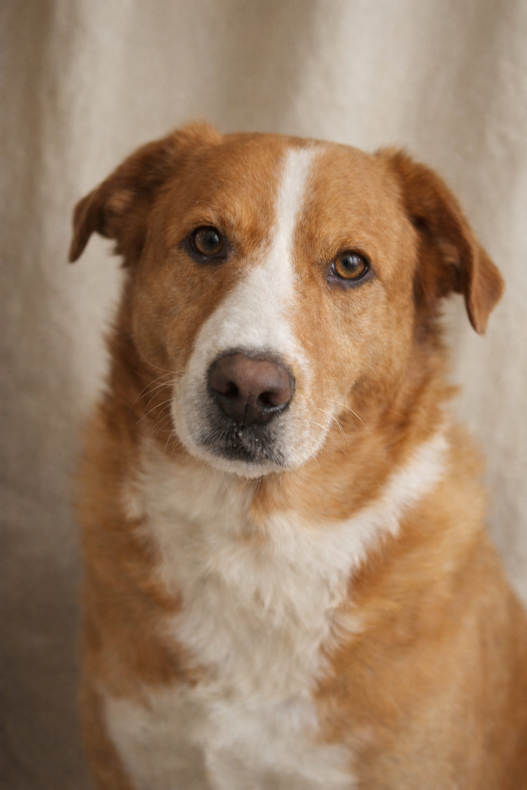 Close-up of a brown and white dog with a serious expression, looking directly at the camera, against a neutral background.