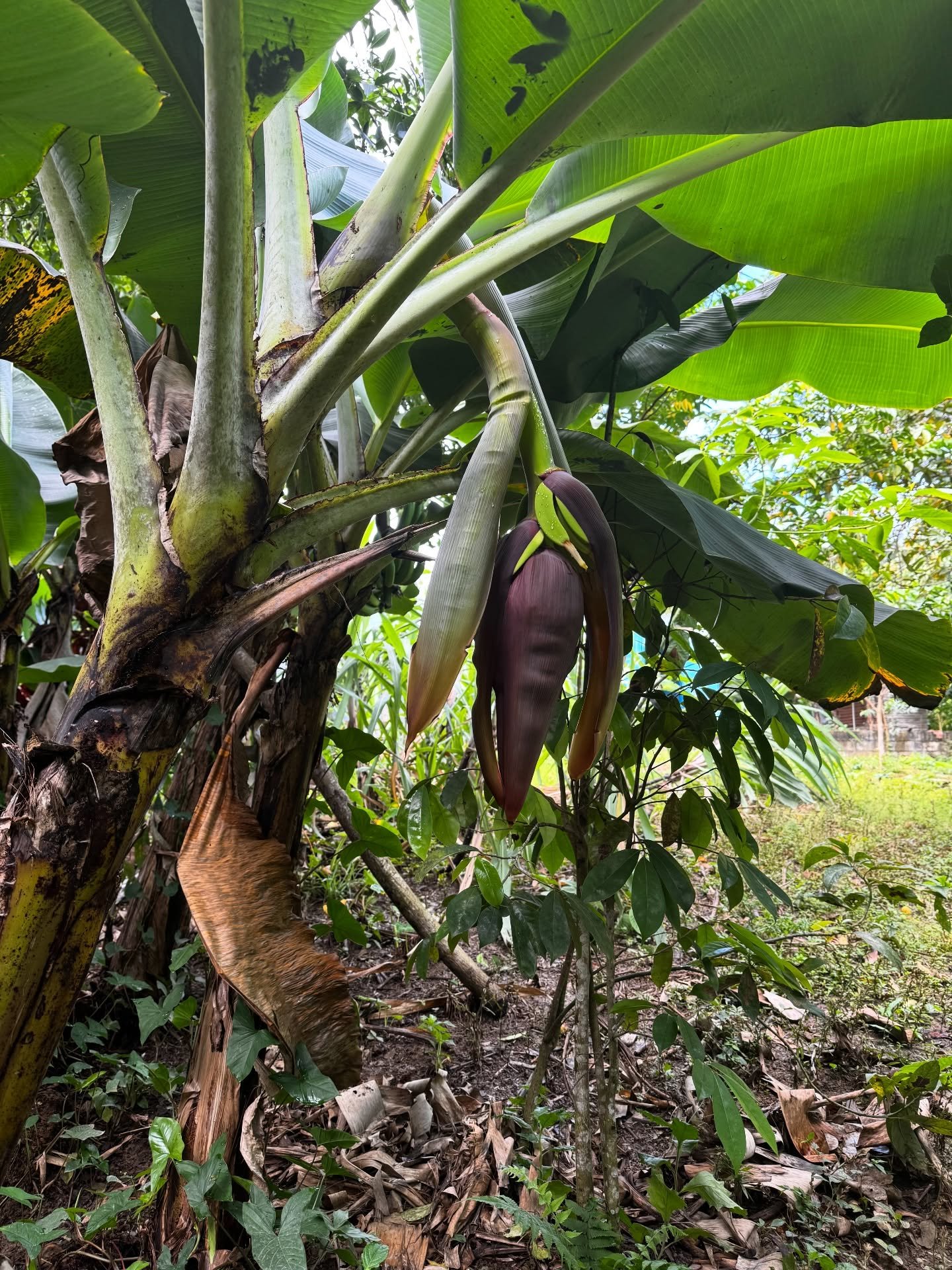 Enjoying the rich mountain side of Pedro Garcia ☕️⛰️

#ELUME #ELUMEtheway #pedrogarcia #dominicanrepublic