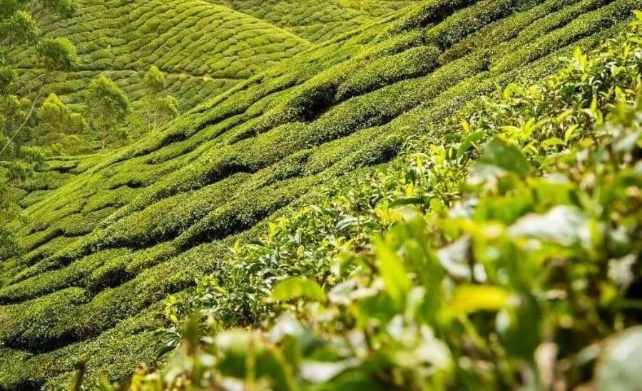 Steeped in Gratitude: Reflecting on Nature’s Gifts This Earth Day