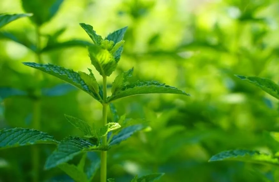 Lemon balm stalks in full bloom in a field of lemon balm plants.